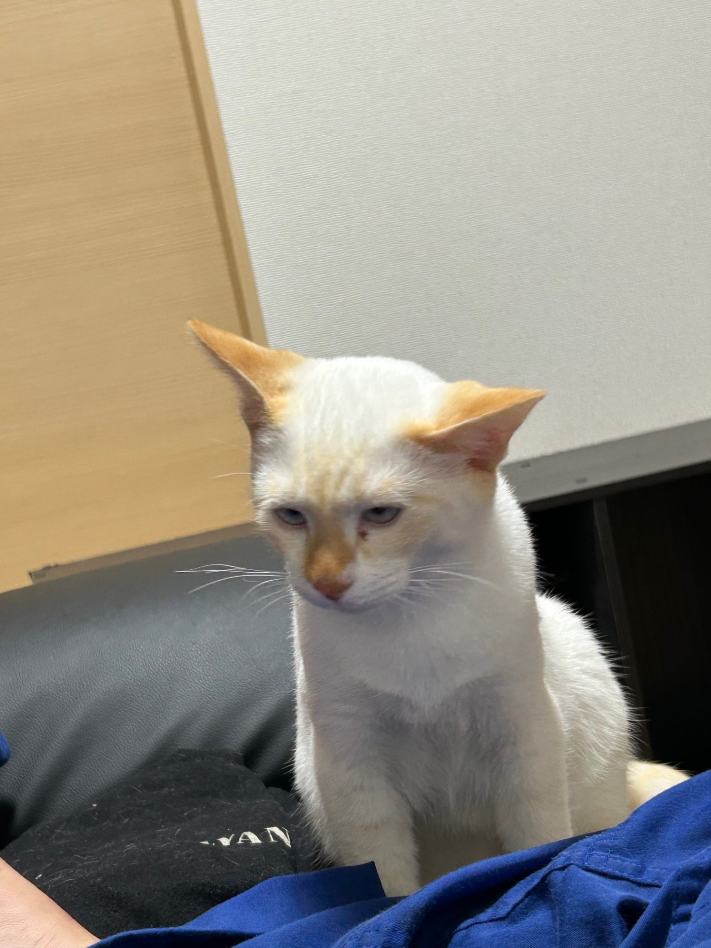 秋の愛車メンテナンスにおすすめ新車コーティングで快適ドライブ🚗