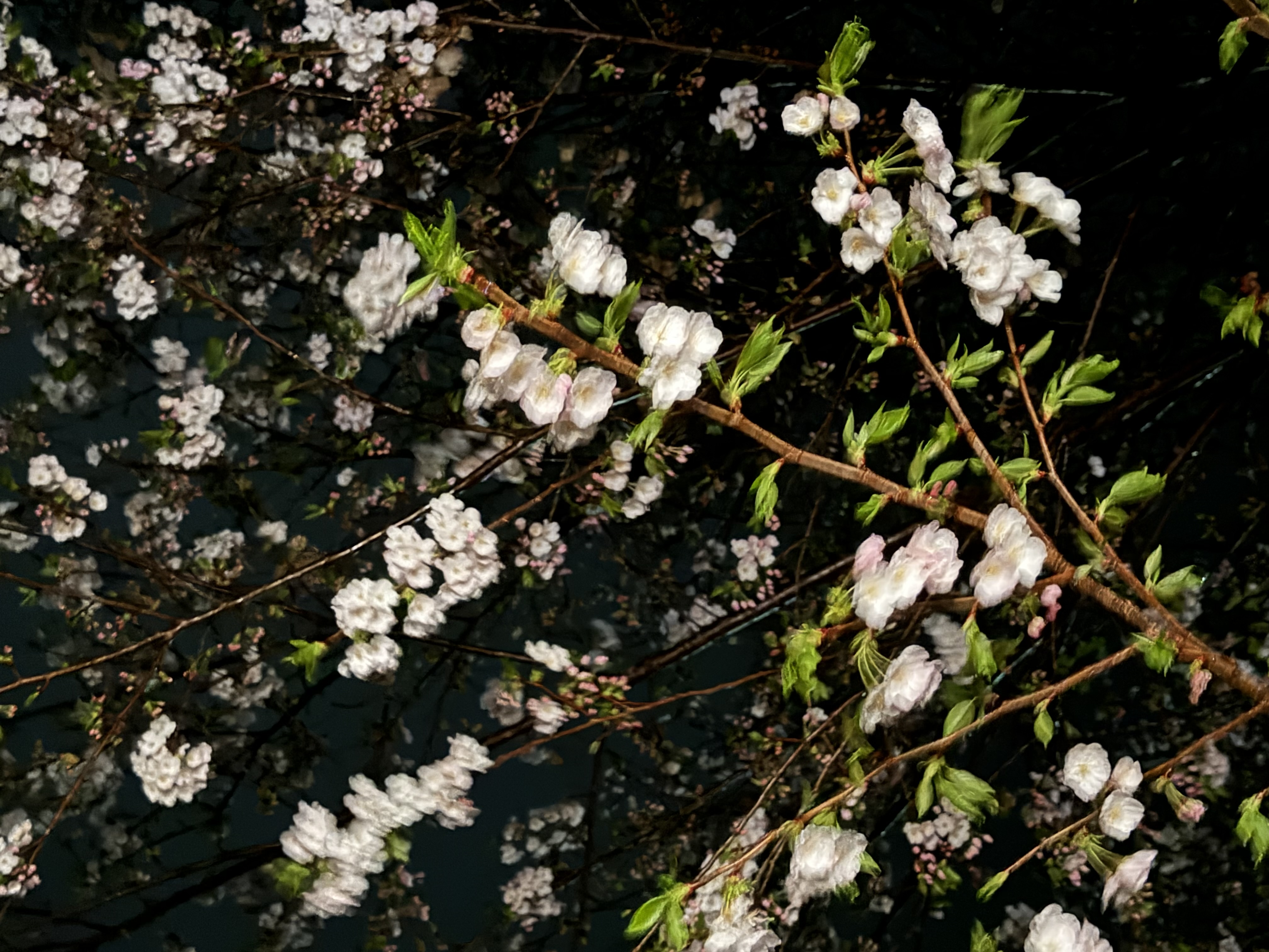 春の花粉対策におすすめ洗車と安心点検で快適ドライブ🚗✨