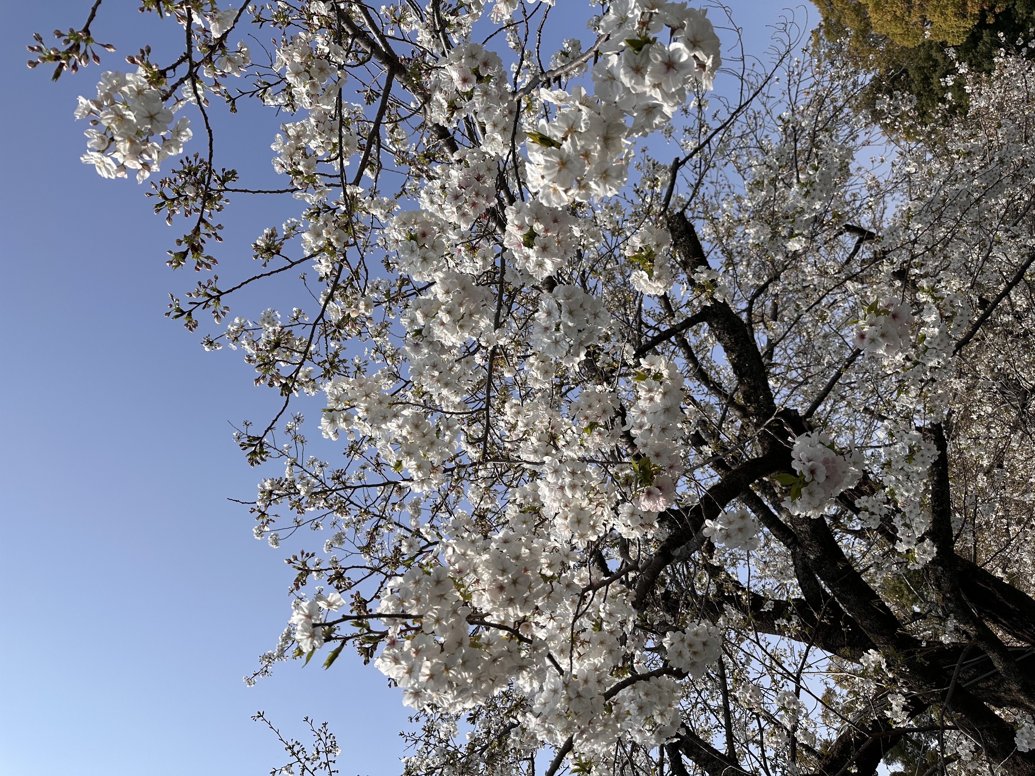 春の車メンテナンスポイントとセルフ高橋SSのおすすめサービス🌸