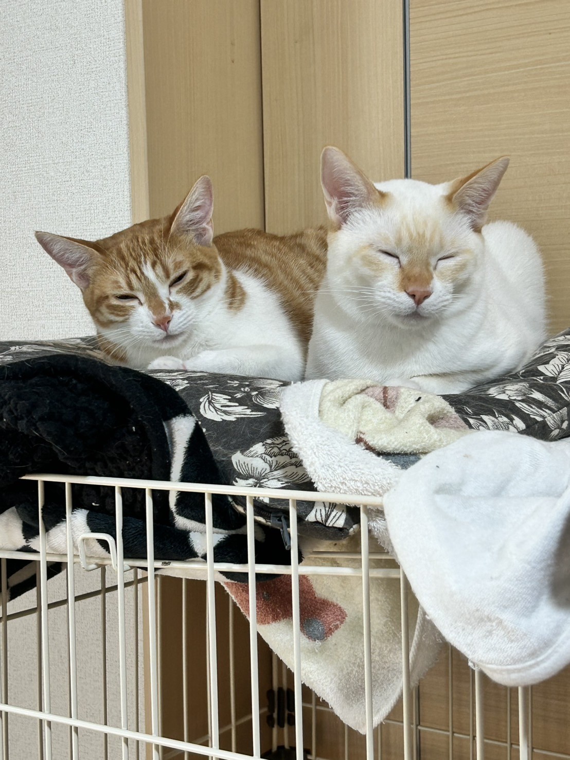 冬の雨に備える車の下廻り防錆とタイヤ交換ポイント🚗