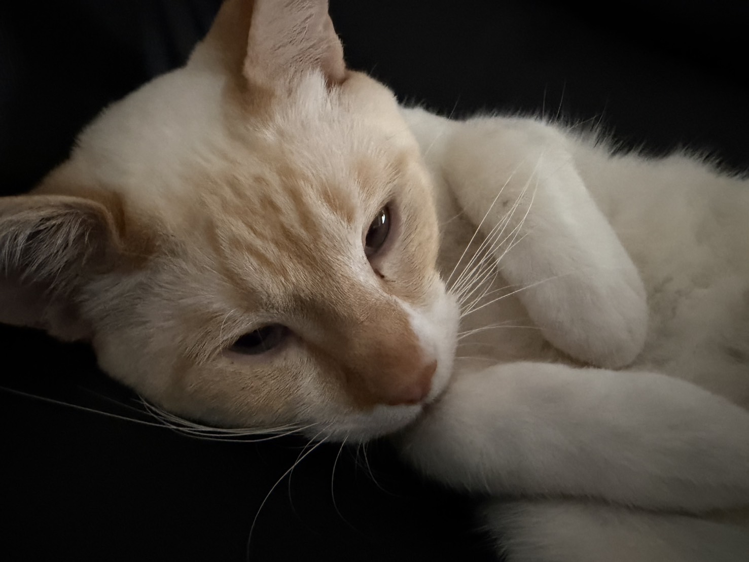 春の車メンテナンスポイントとセルフ高橋SSのおすすめサービス🌸