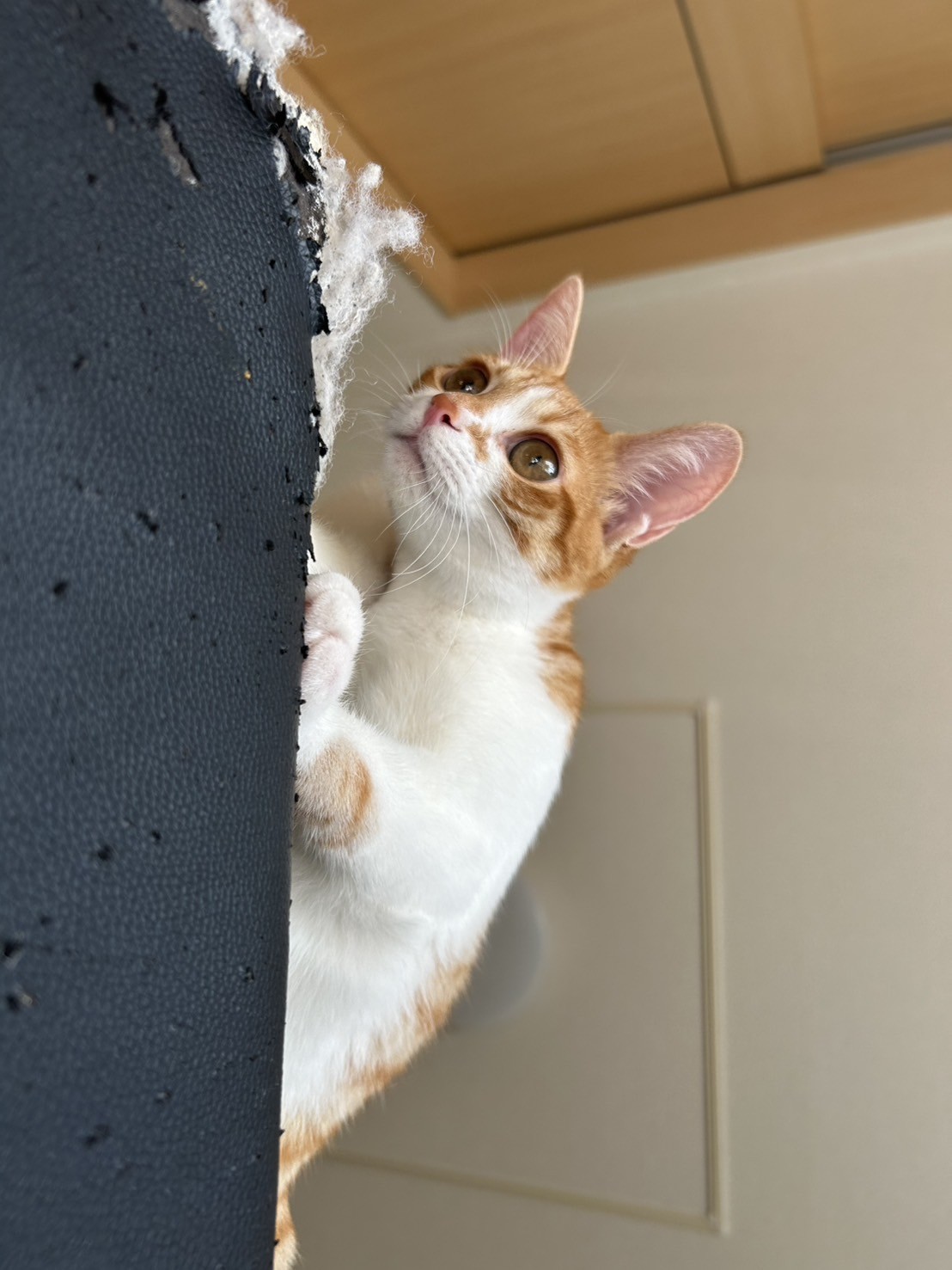 冬の車ケアは細密研磨とコーティングで水シミ対策をしよう🚗