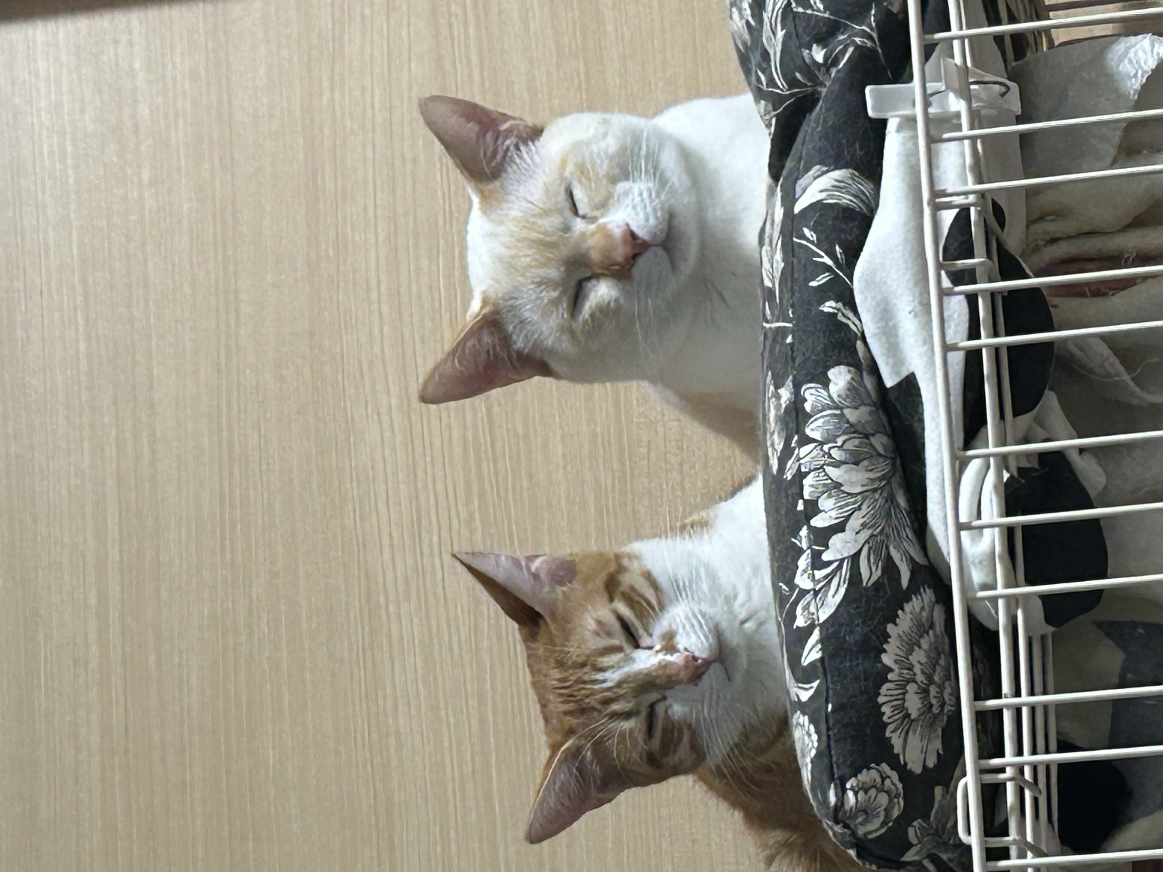 冬の黄砂対策と車検点検で安心ドライブをサポート🚗