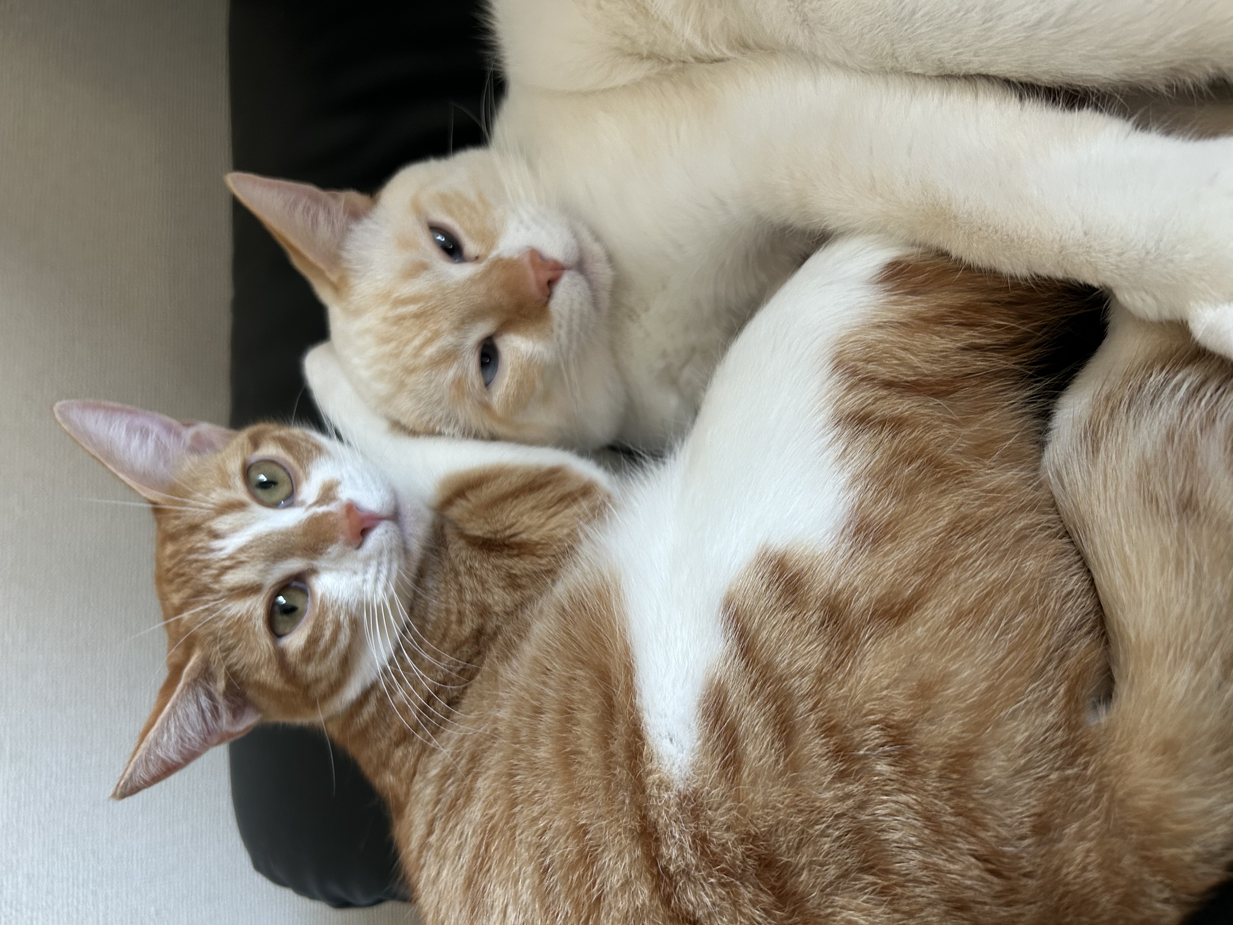 冬のパンク対策と車検キャンペーン情報をセルフ高橋SSでチェック🚗