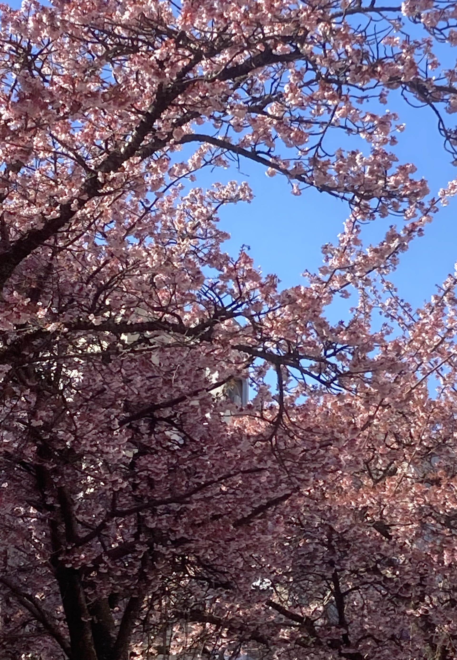 春の花粉対策に最適 ドライブスルー洗車と車メンテナンス情報