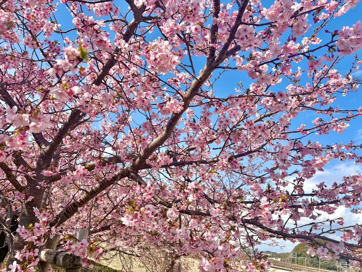 河津桜