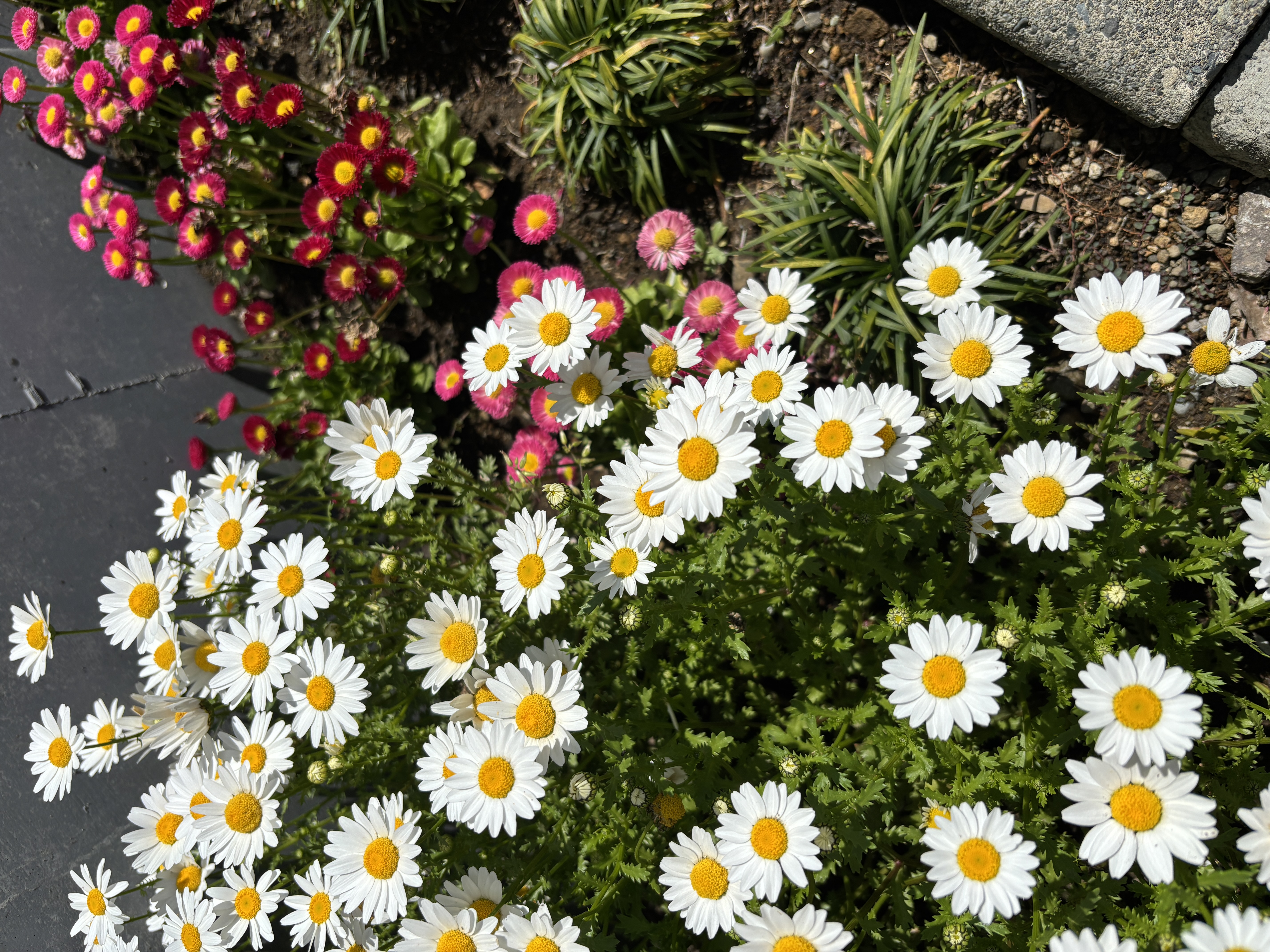 春の車メンテナンスポイントとお得なキャンペーン情報🚗✨