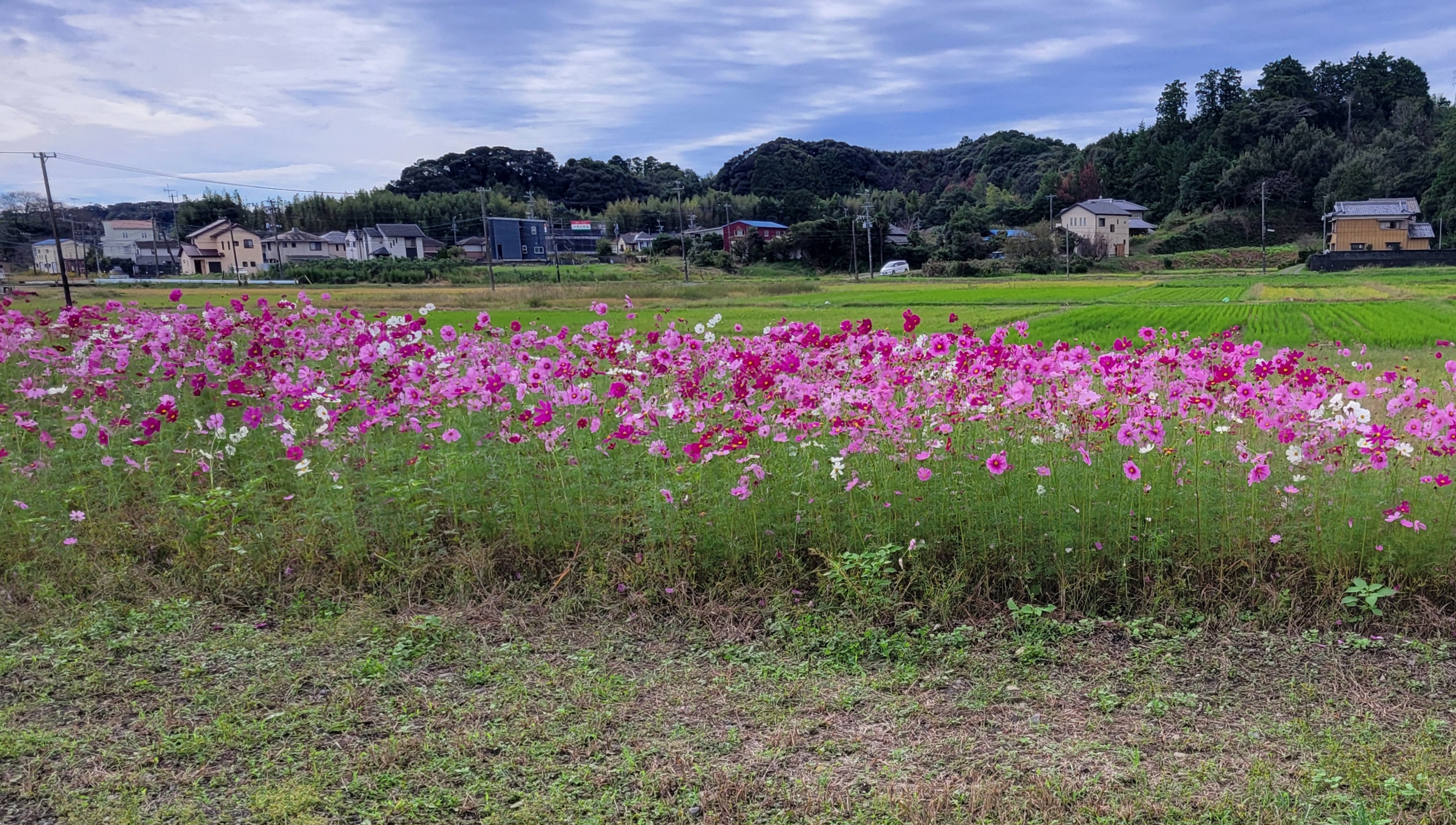 秋桜