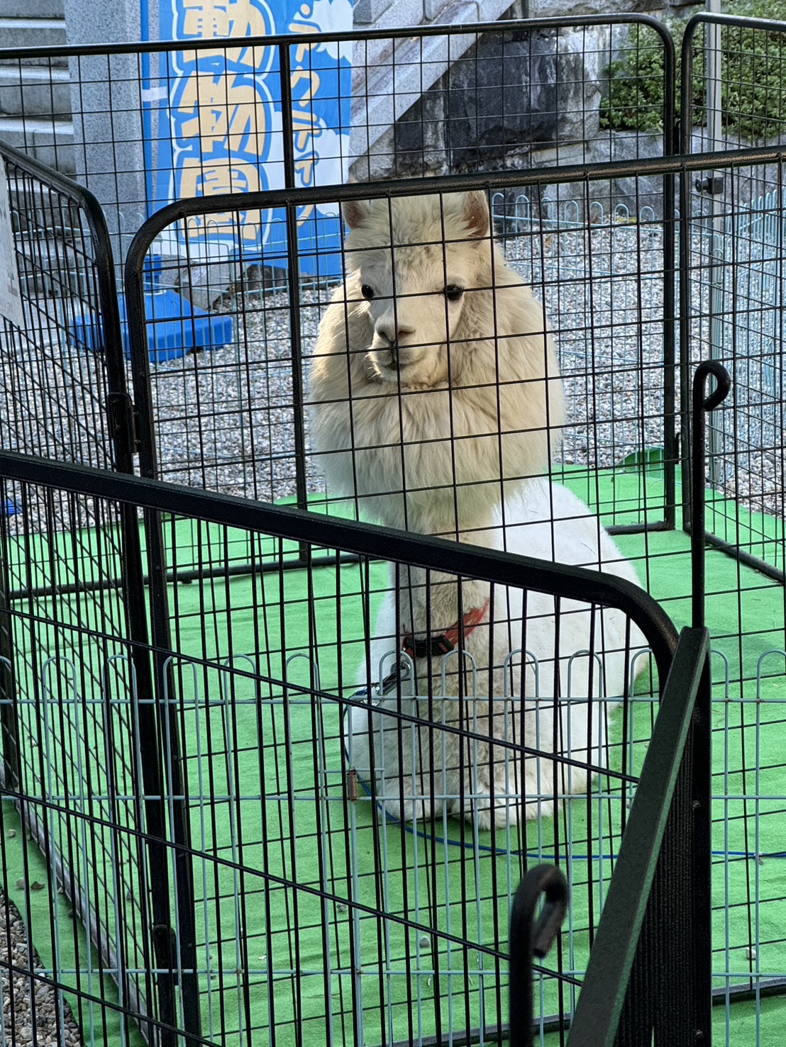 秋の手洗い洗車1000円＆タイヤ交換無料点検キャンペーン開催中🚗