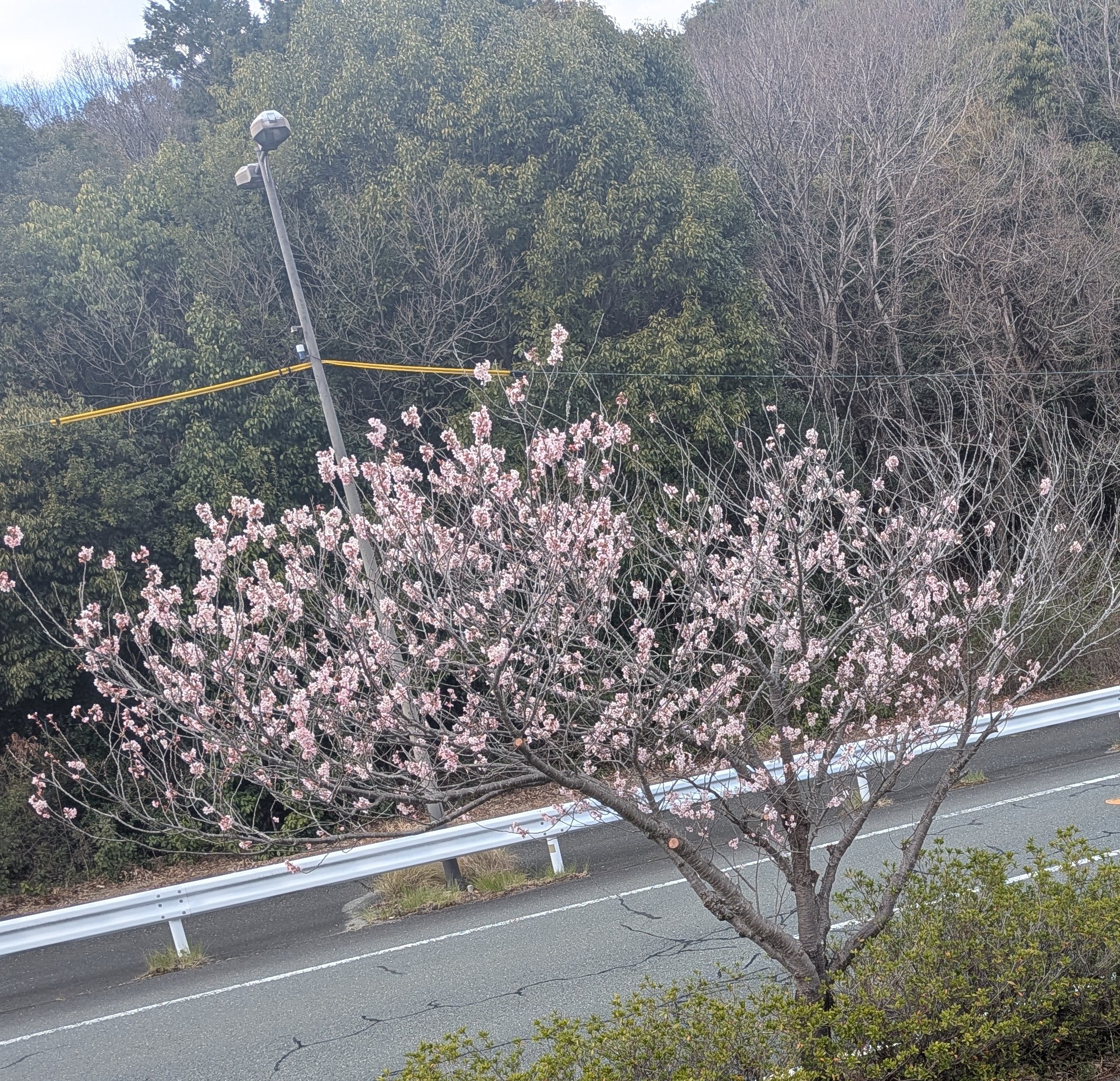 春の車メンテナンスと手洗い洗車キャンペーン情報🌸セルフ菊川SS