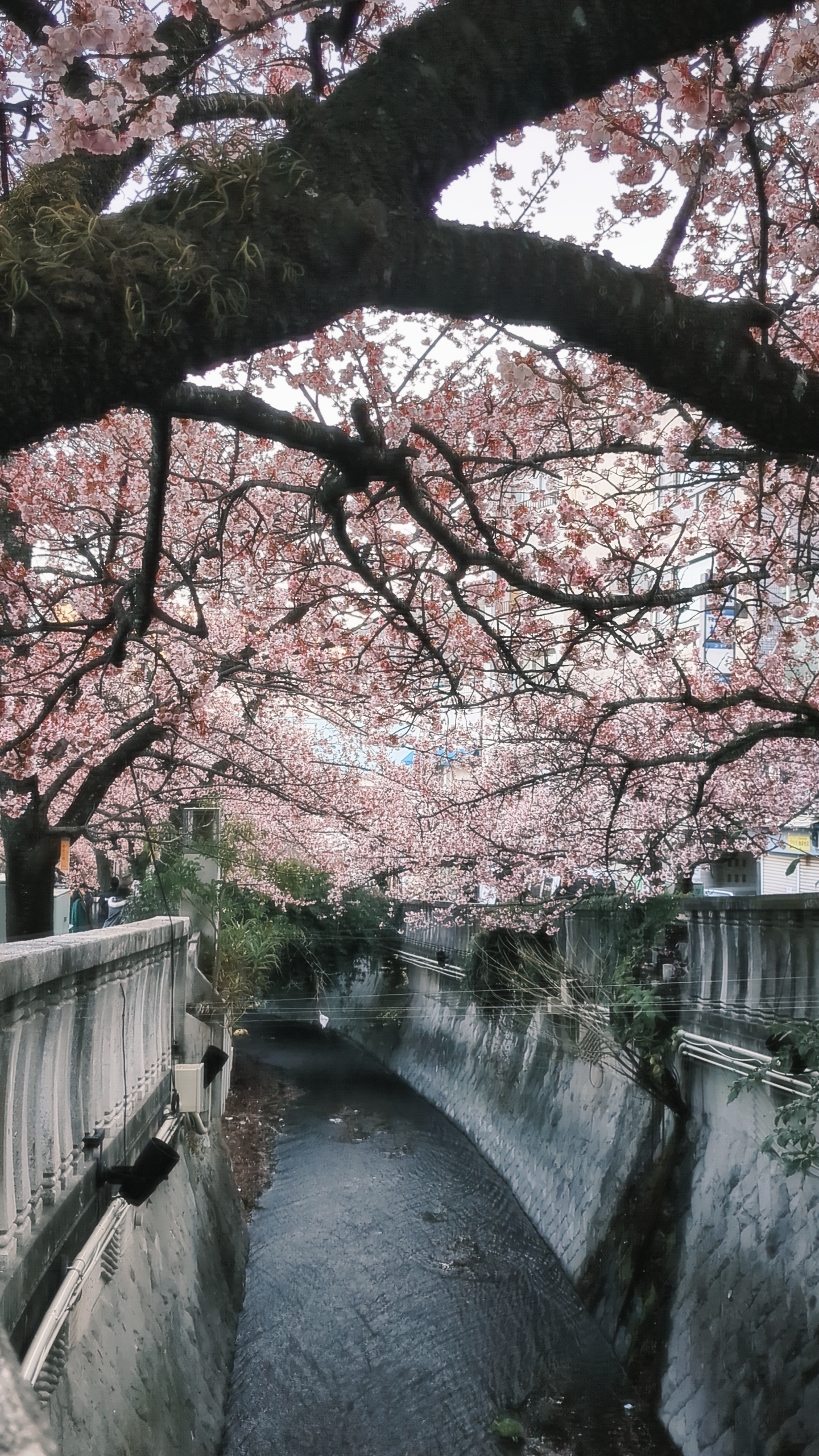 4月になりました❗