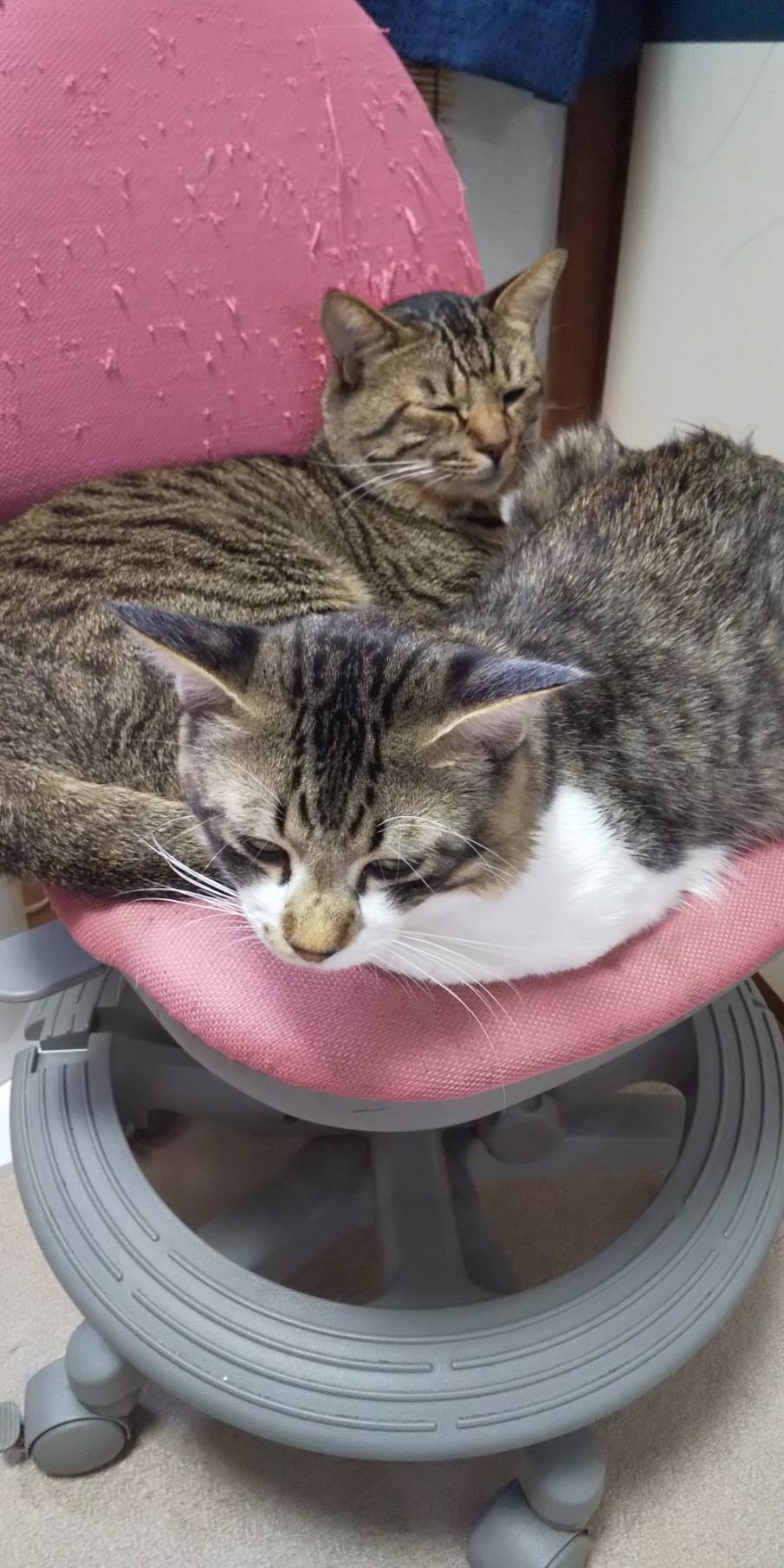 ねこだんご🐱