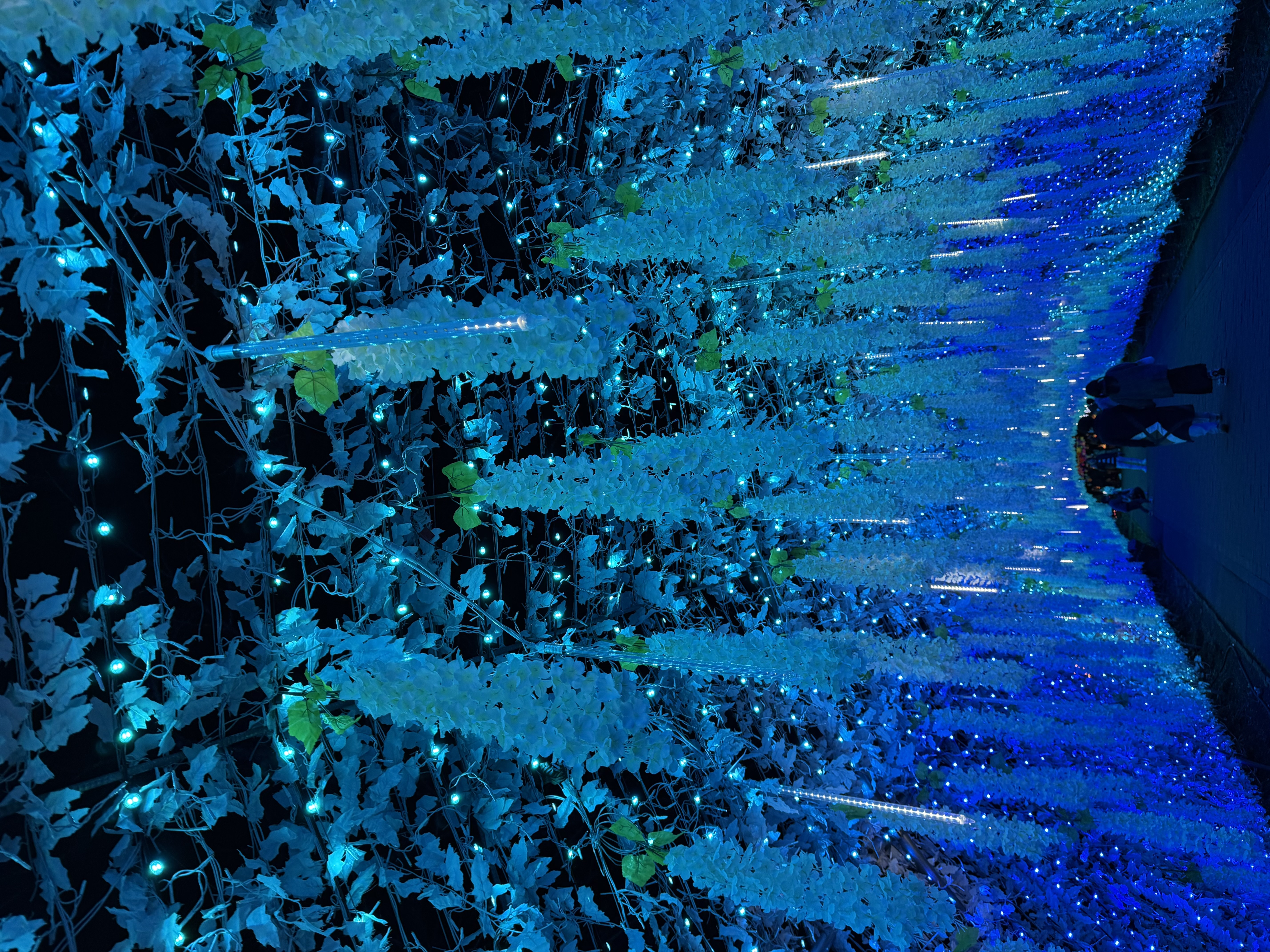 イルミネーション🌲