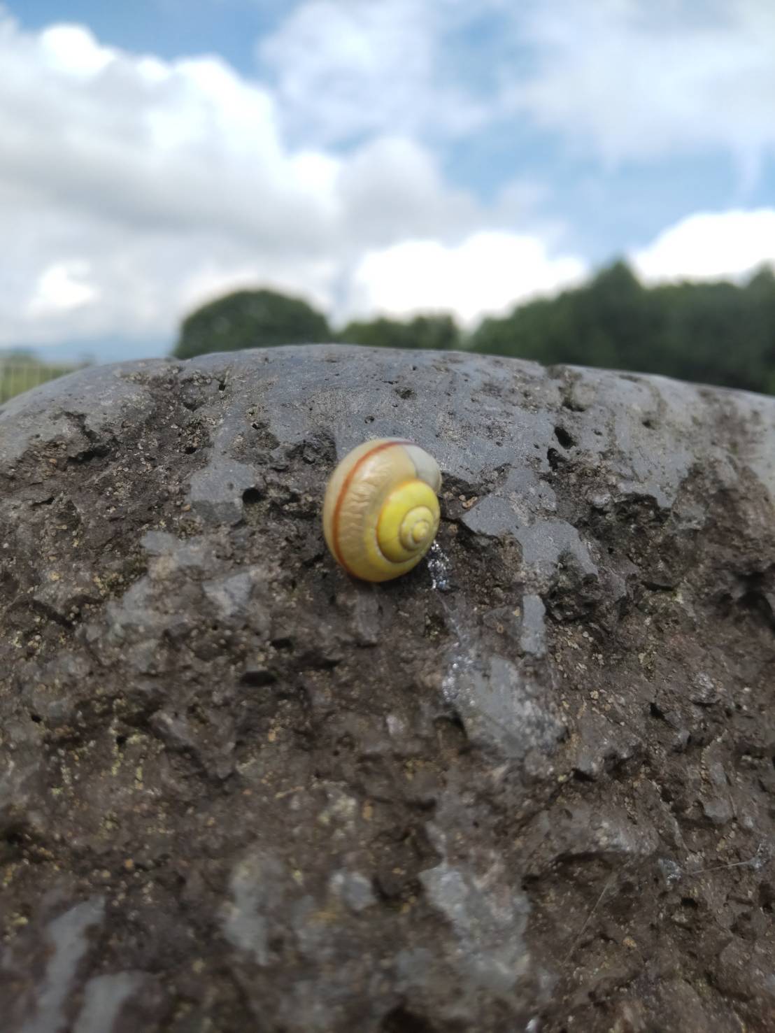 でんでんむし🐌