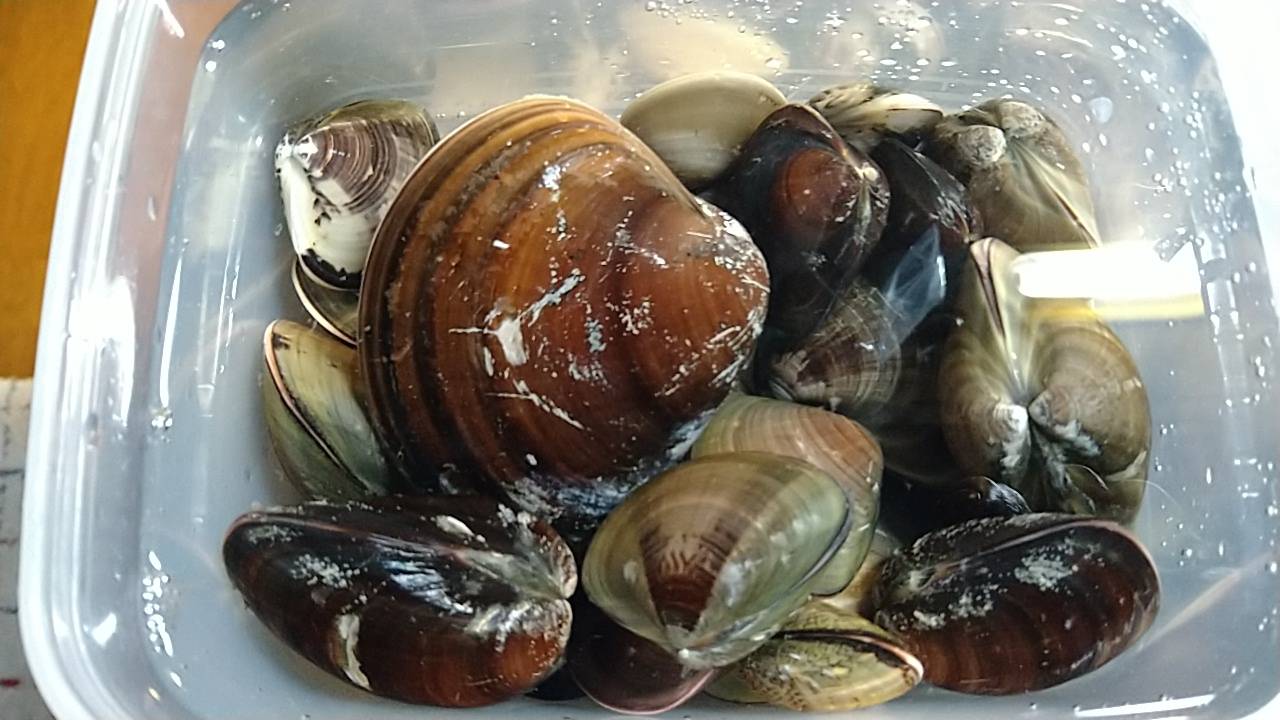 潮干狩り 