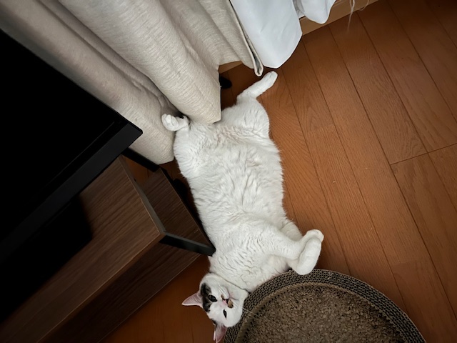 猛暑日