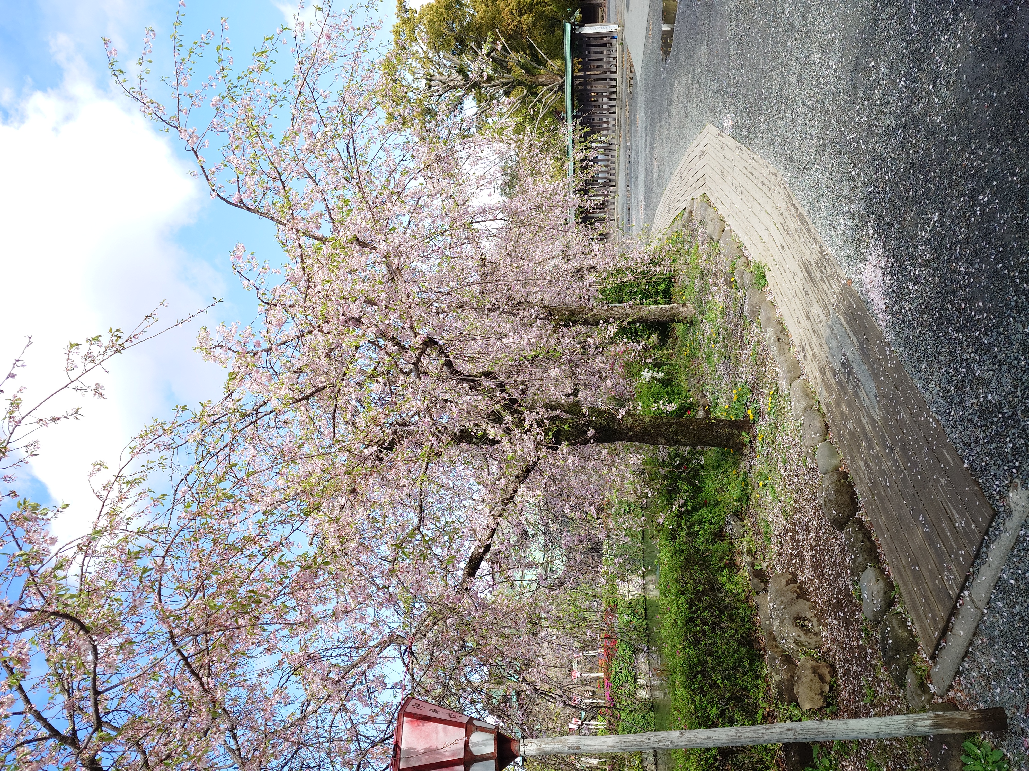 「三嶋大社の桜とタイヤ点検や洗車も」