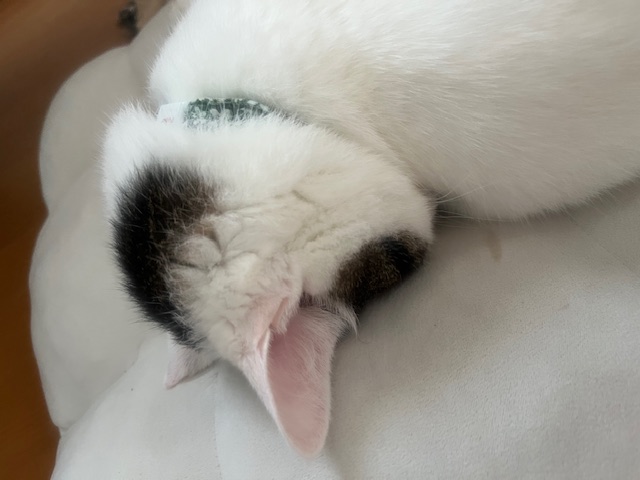 猛暑