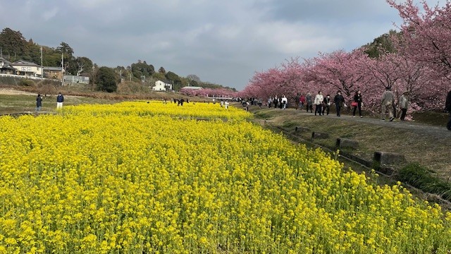 春の桜と洗車で快適ドライブを応援するセルフ磐田一言SS🌸