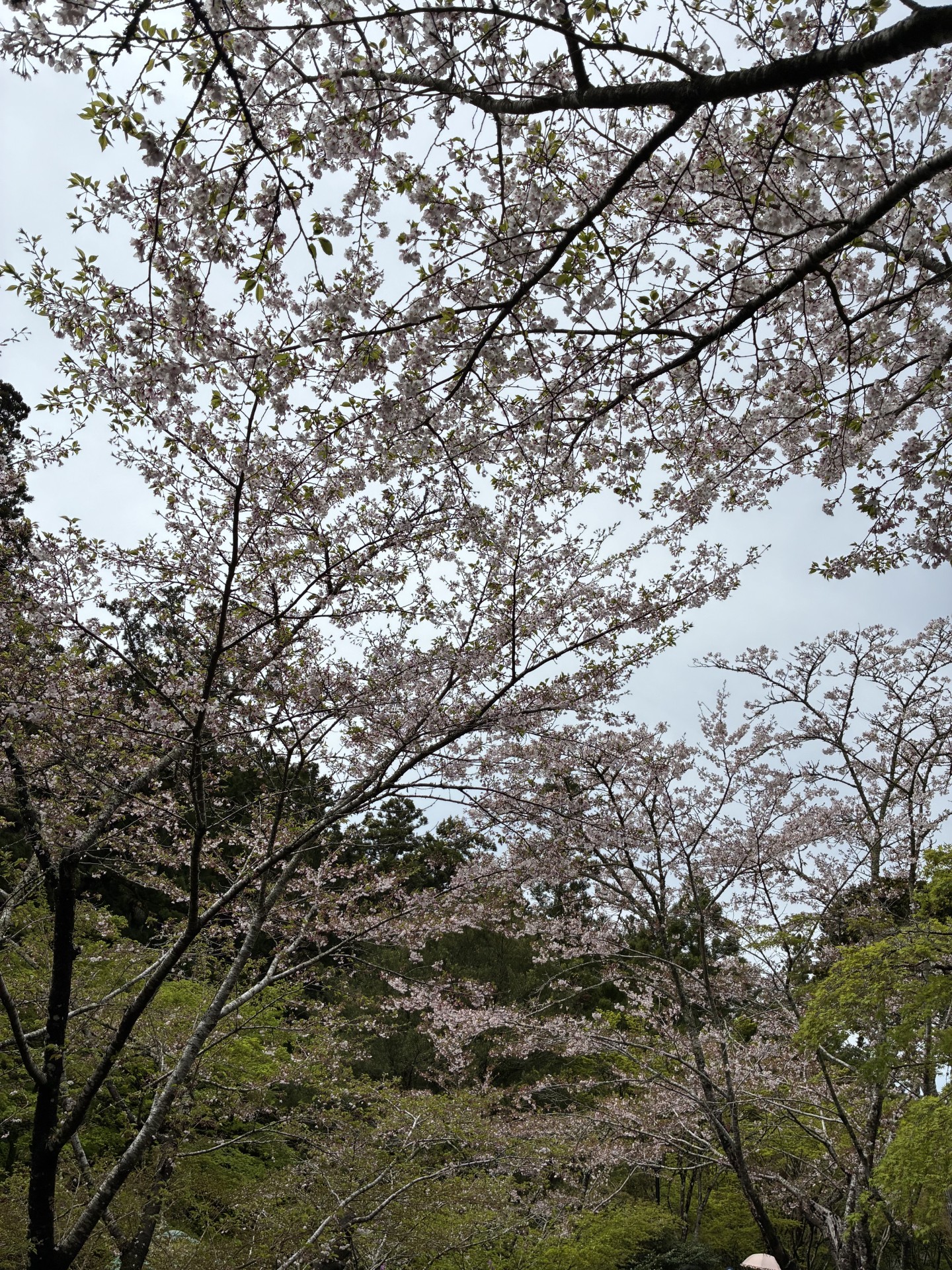 春の愛車ケアは手洗い洗車とオイル交換半額キャンペーンでお得に🚗