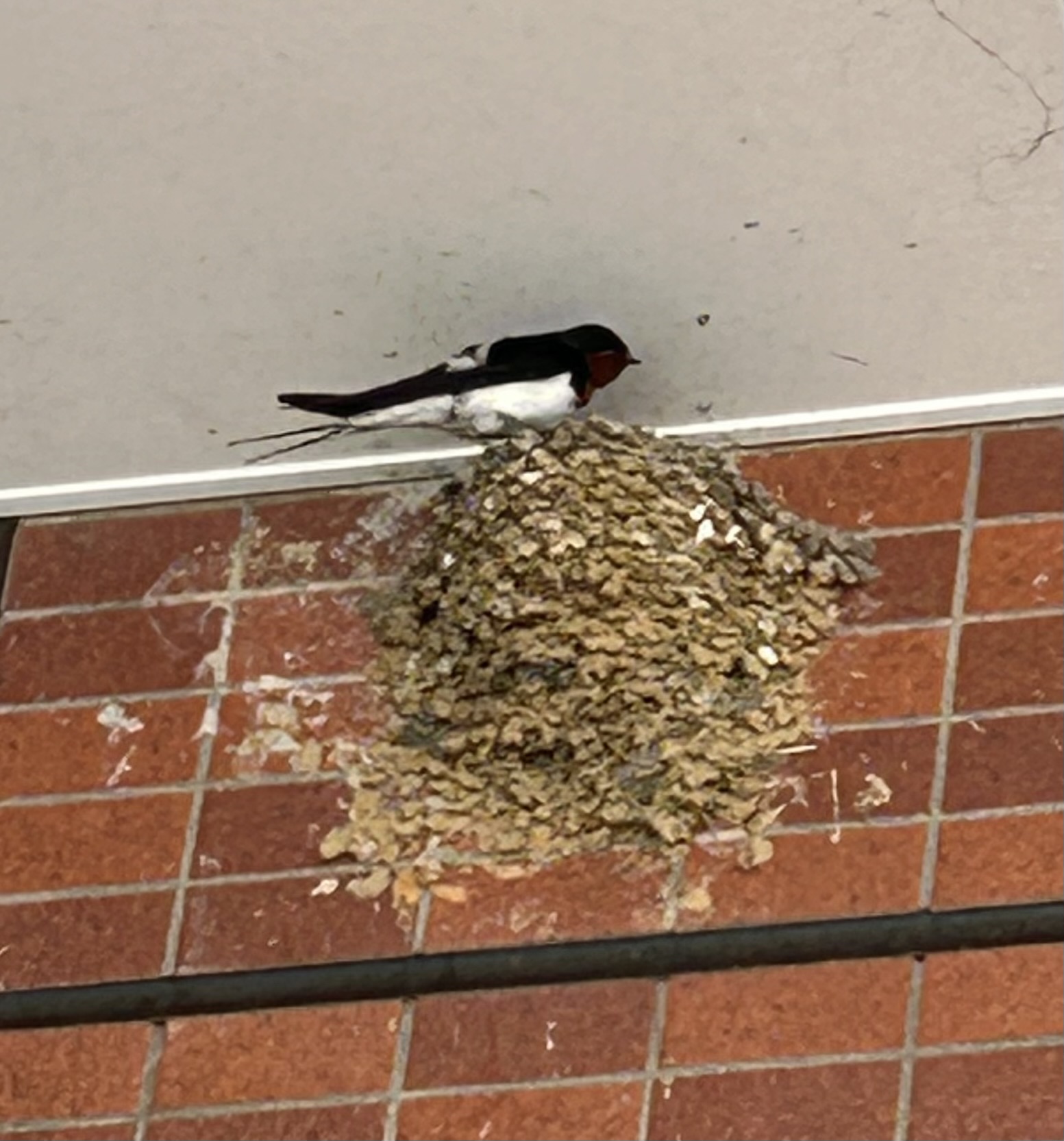 春の浜松で見つけたツバメ🐦🚗