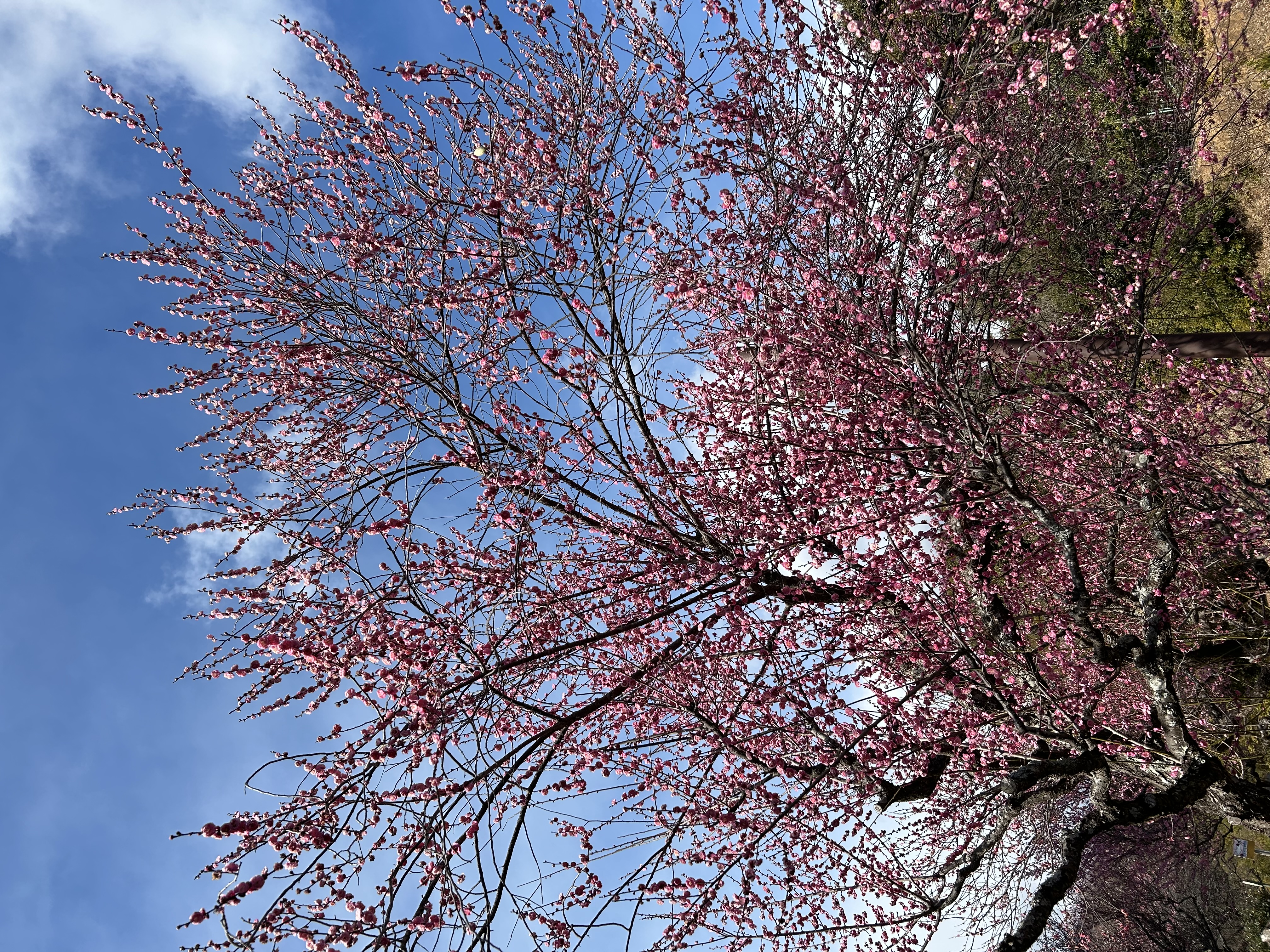 春のタイヤキャンペーン情報🌸