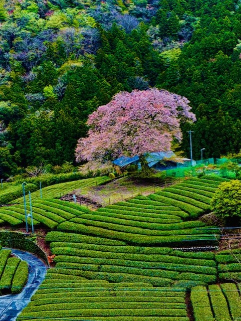 全天候対応コーティングで春の愛車をしっかり守る🌸浜松インターTS