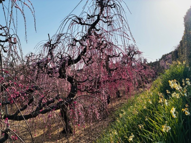 春の花粉対策におすすめ洗車と愛車メンテナンス情報🚗