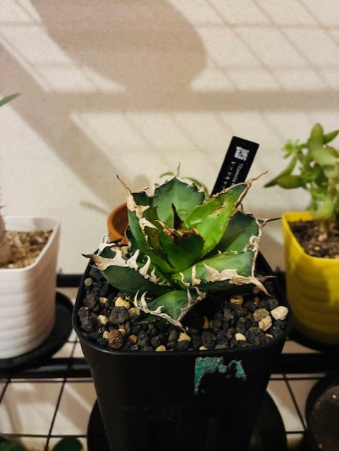 黄砂対策におすすめ洗車と冬の車メンテナンスポイント🚗