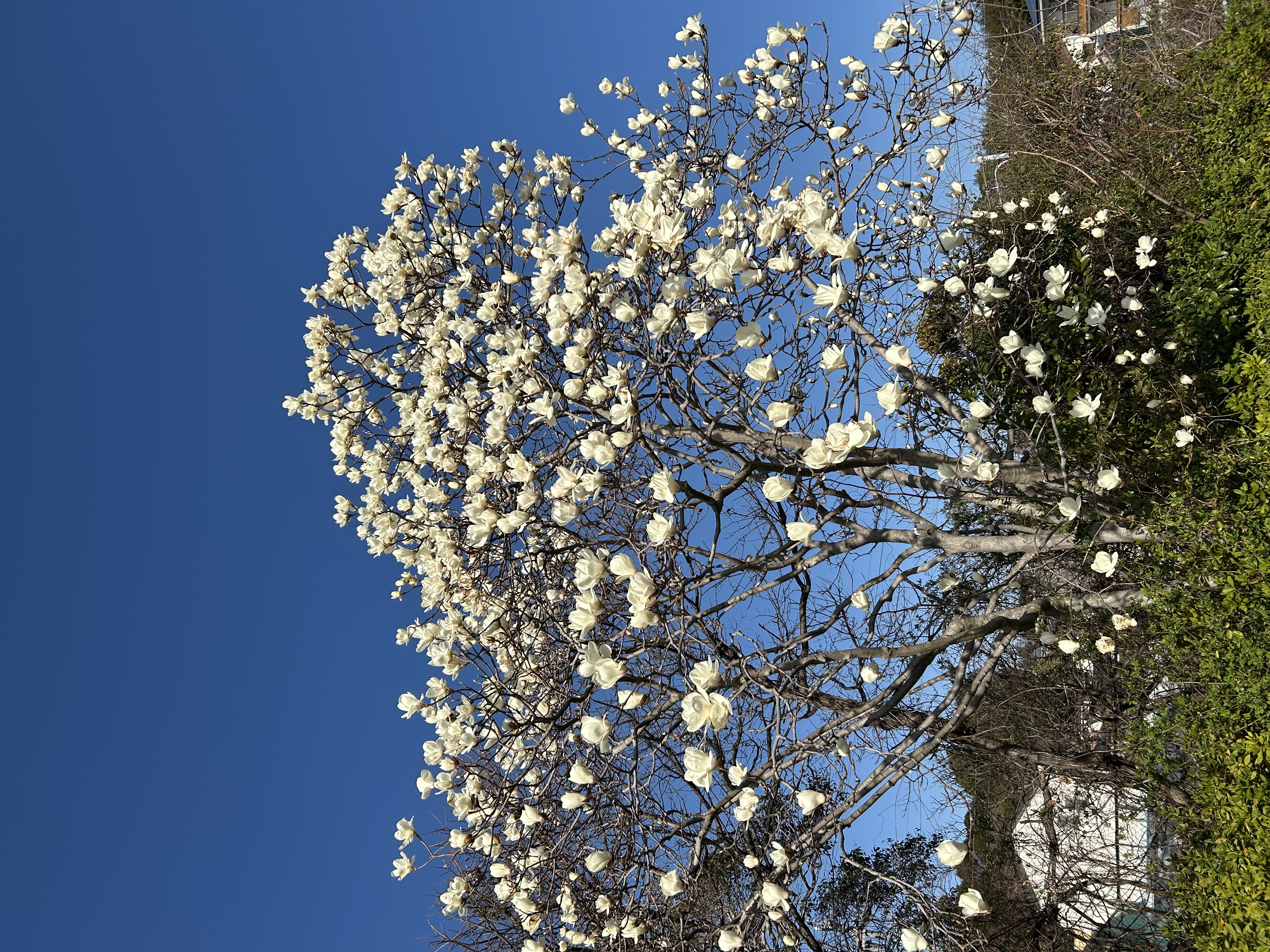 春を迎える白木蓮の花🚗✨
