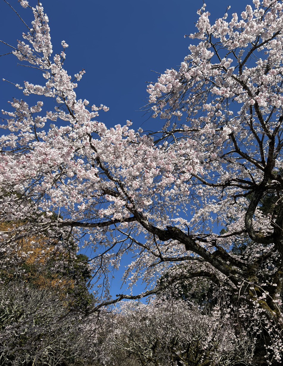 春のドライブ準備におすすめ浜松インターTSの洗車と点検🌸