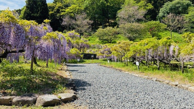 春のドライブ前におすすめ浜松インターTSの車メンテナンス🌸