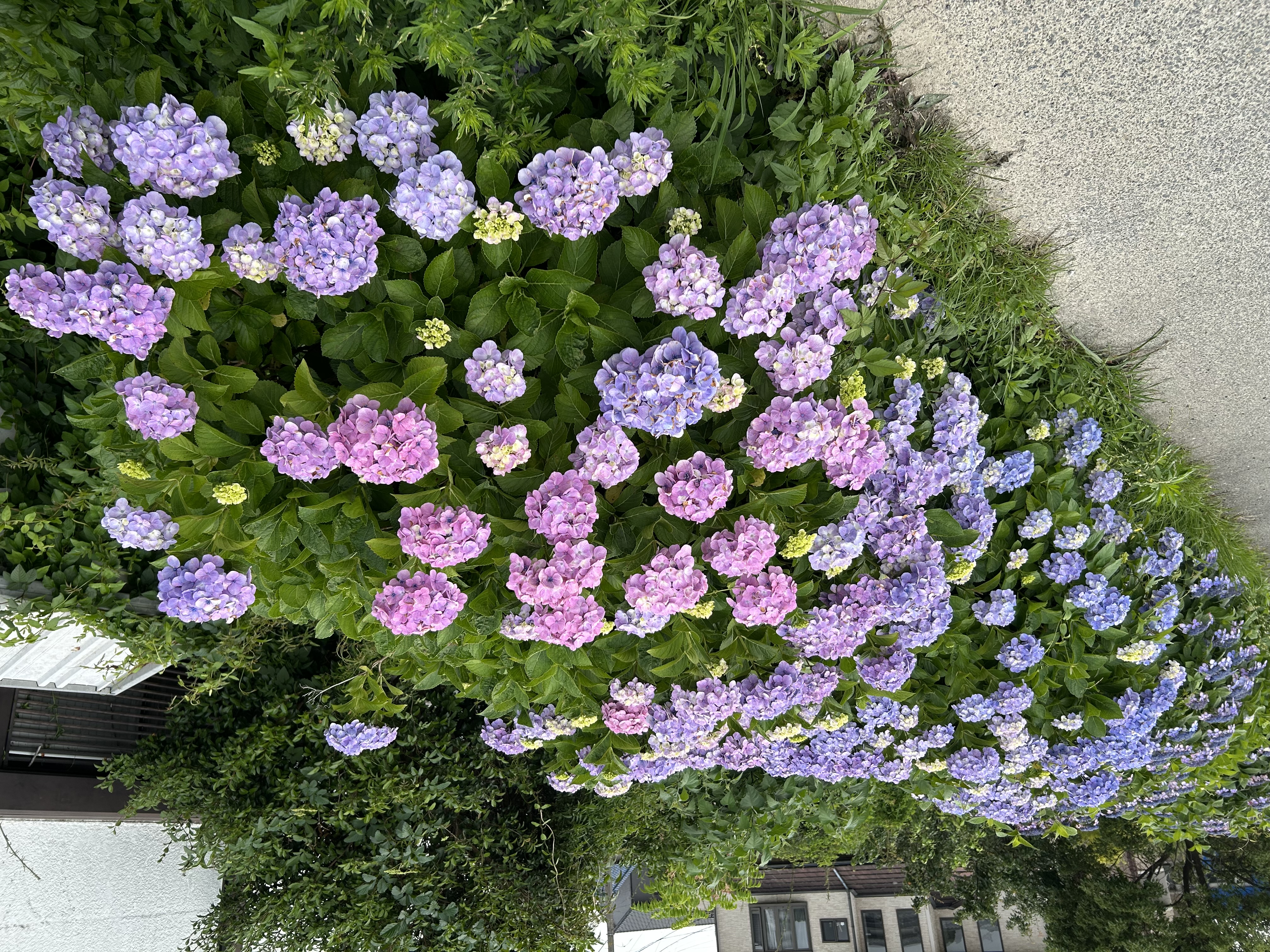 紫陽花の花の色の秘密🌈🚗  