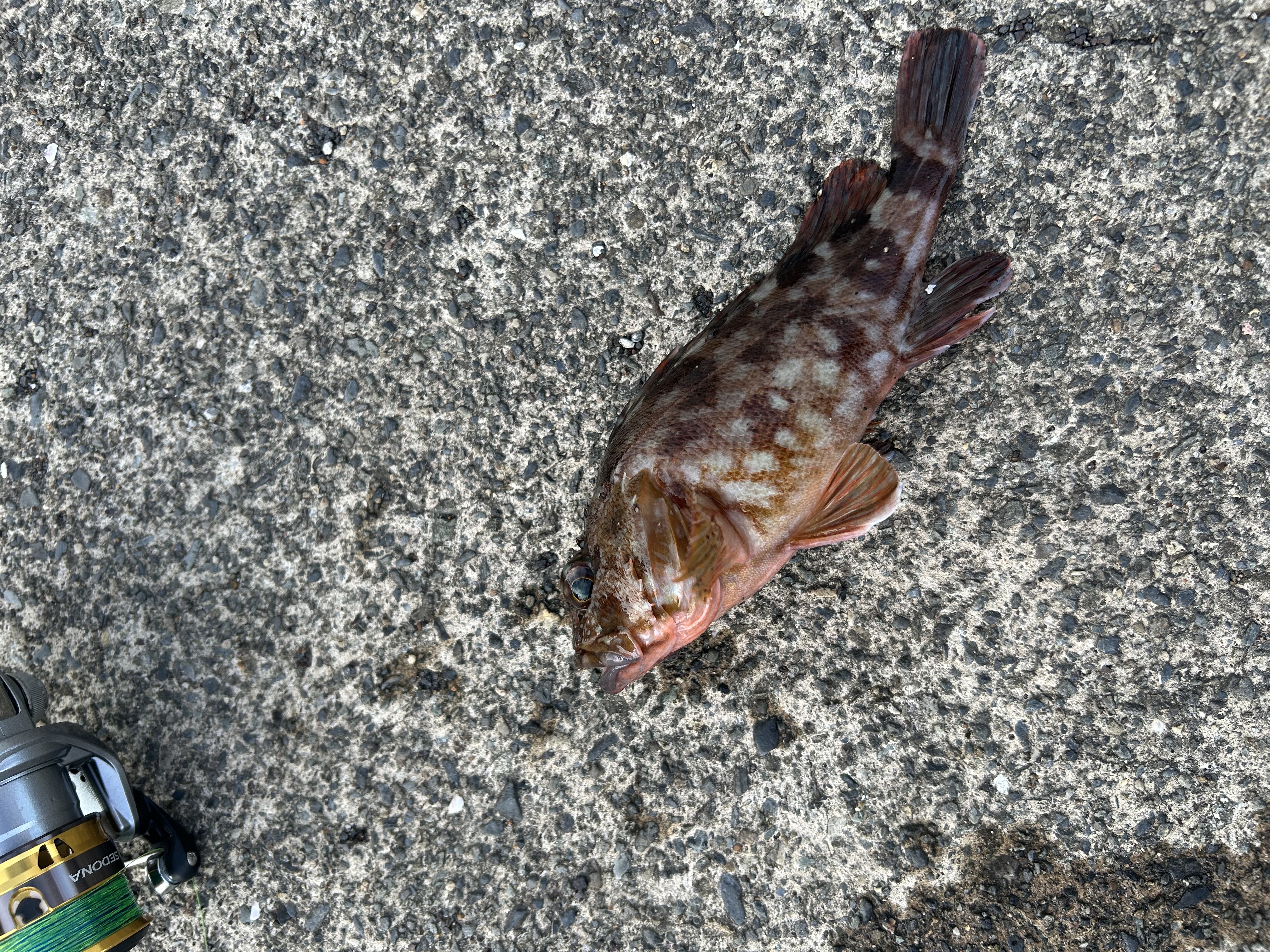 春のドライブ応援！給油ついでに車の点検と洗車をしよう🚗