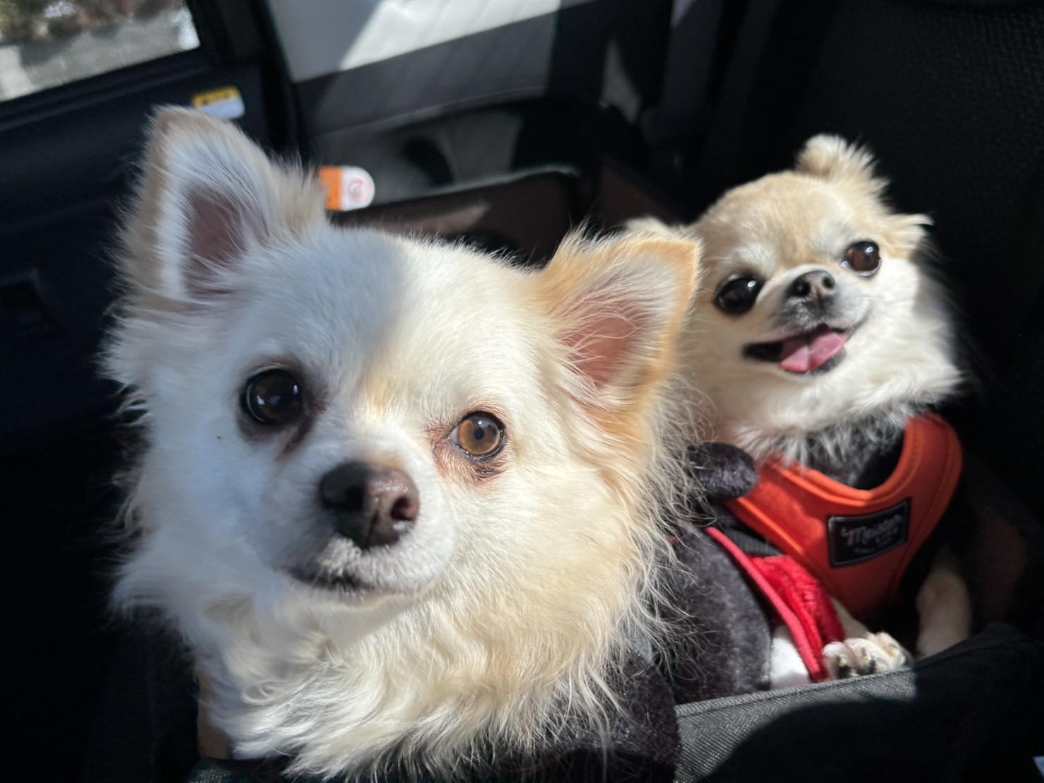 春の洗車と点検で愛車ピカピカ快適ドライブを楽しもう🚗✨