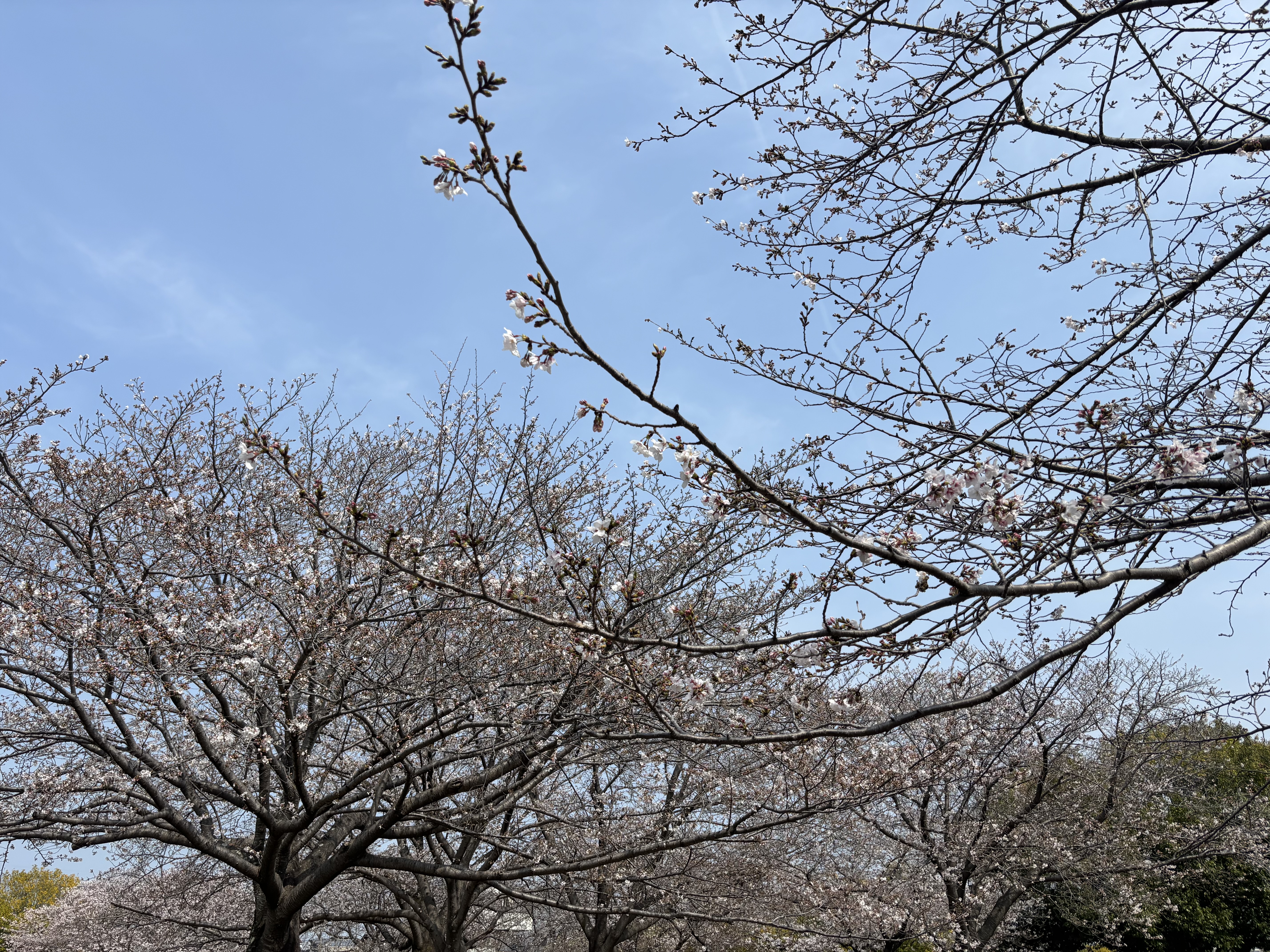 4月スタート🌸
