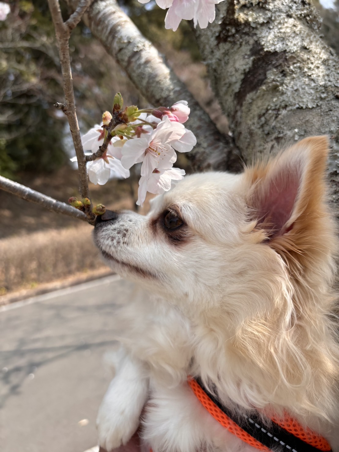 春の大雨対策におすすめ愛車コーティングとメンテナンス🌸