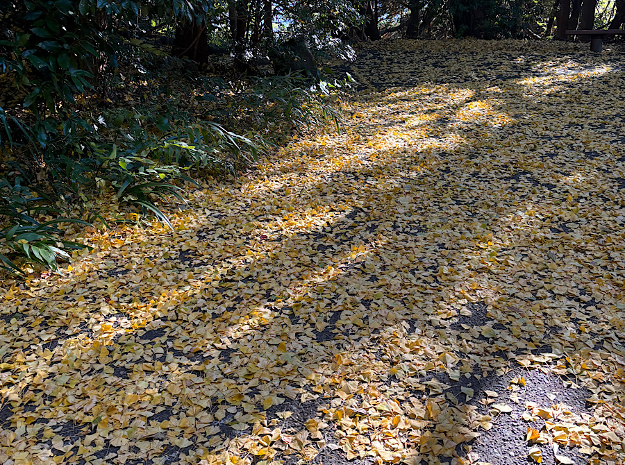 沼津バイパス上りTSの秋の車点検とお得なキャンペーン情報🚗