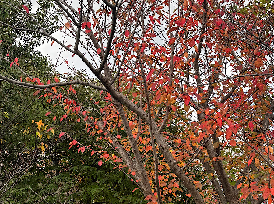 秋の紅葉ドライブ前におすすめ手洗い洗車と車の簡単点検🚗