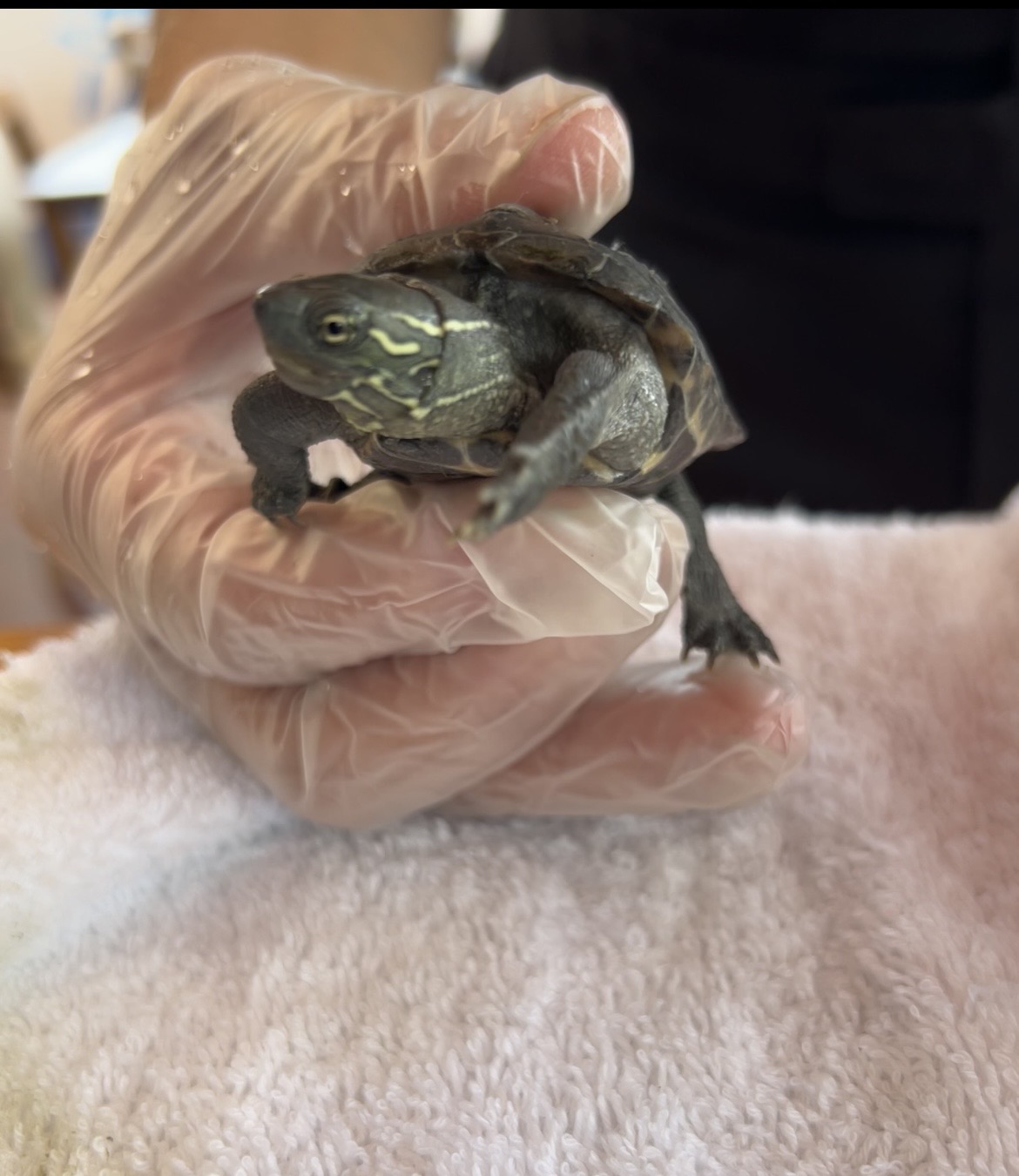 小牧インターTSの看板まんじろう🐢