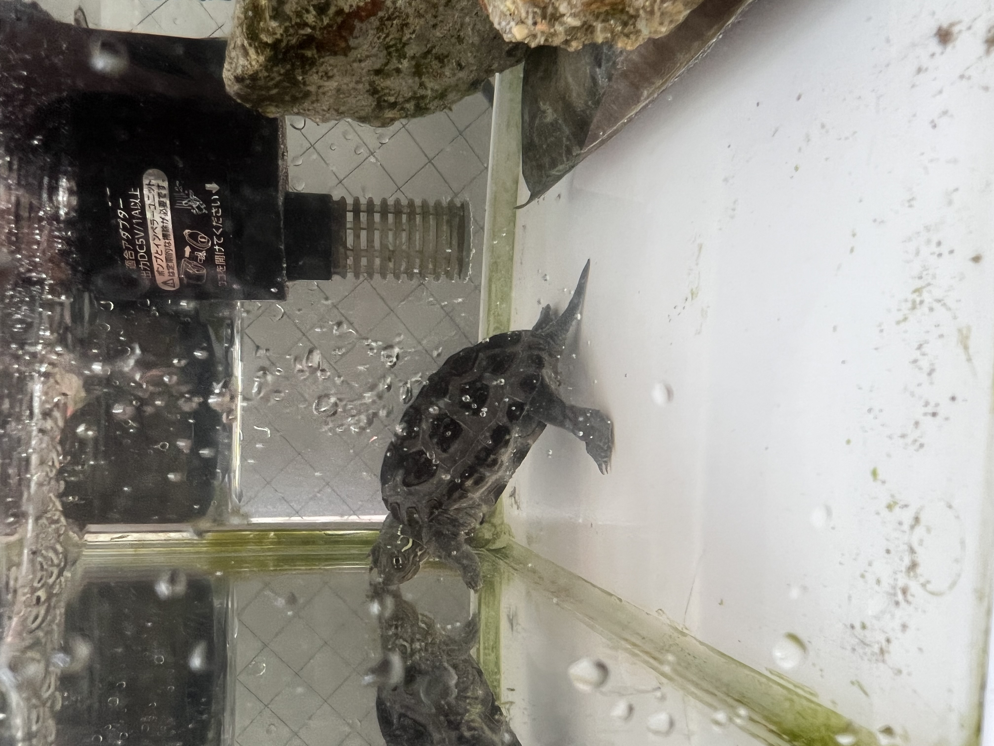 小牧インターTSで冬のタイヤトラブル対策と看板亀のまんじろう😊