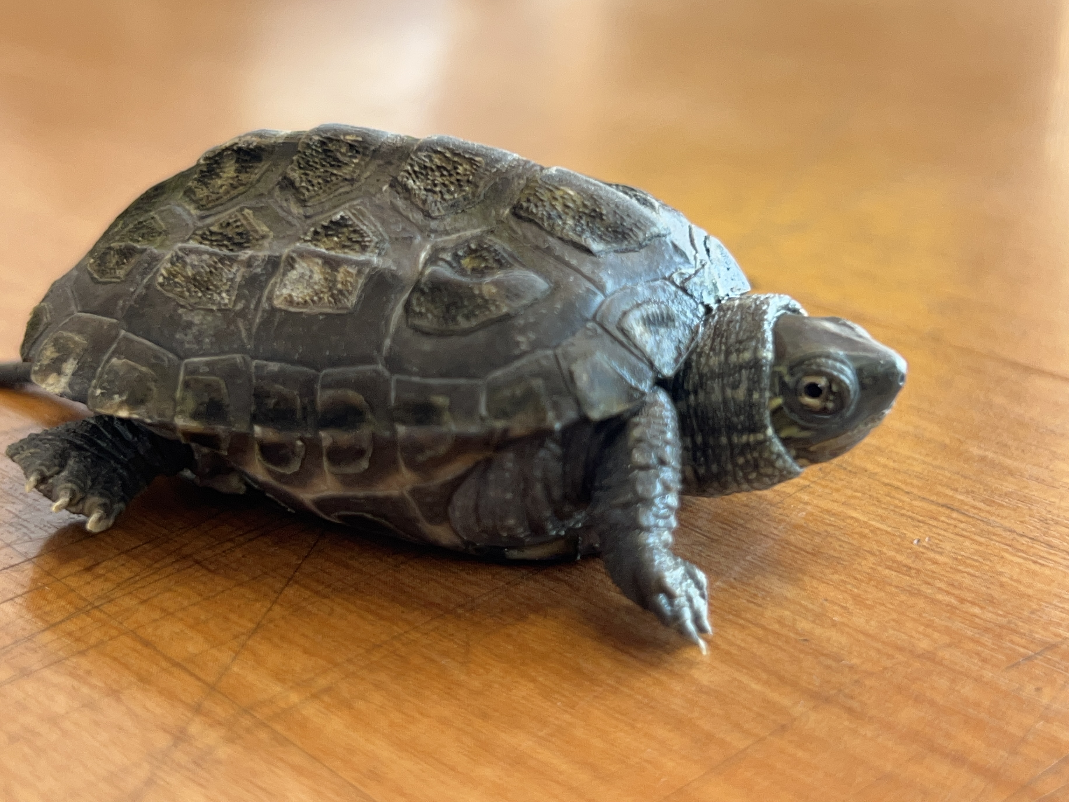 春の車メンテ術とENEOSアプリ特典で快適ドライブを楽しもう🚗｜小牧インターTS｜202603141247