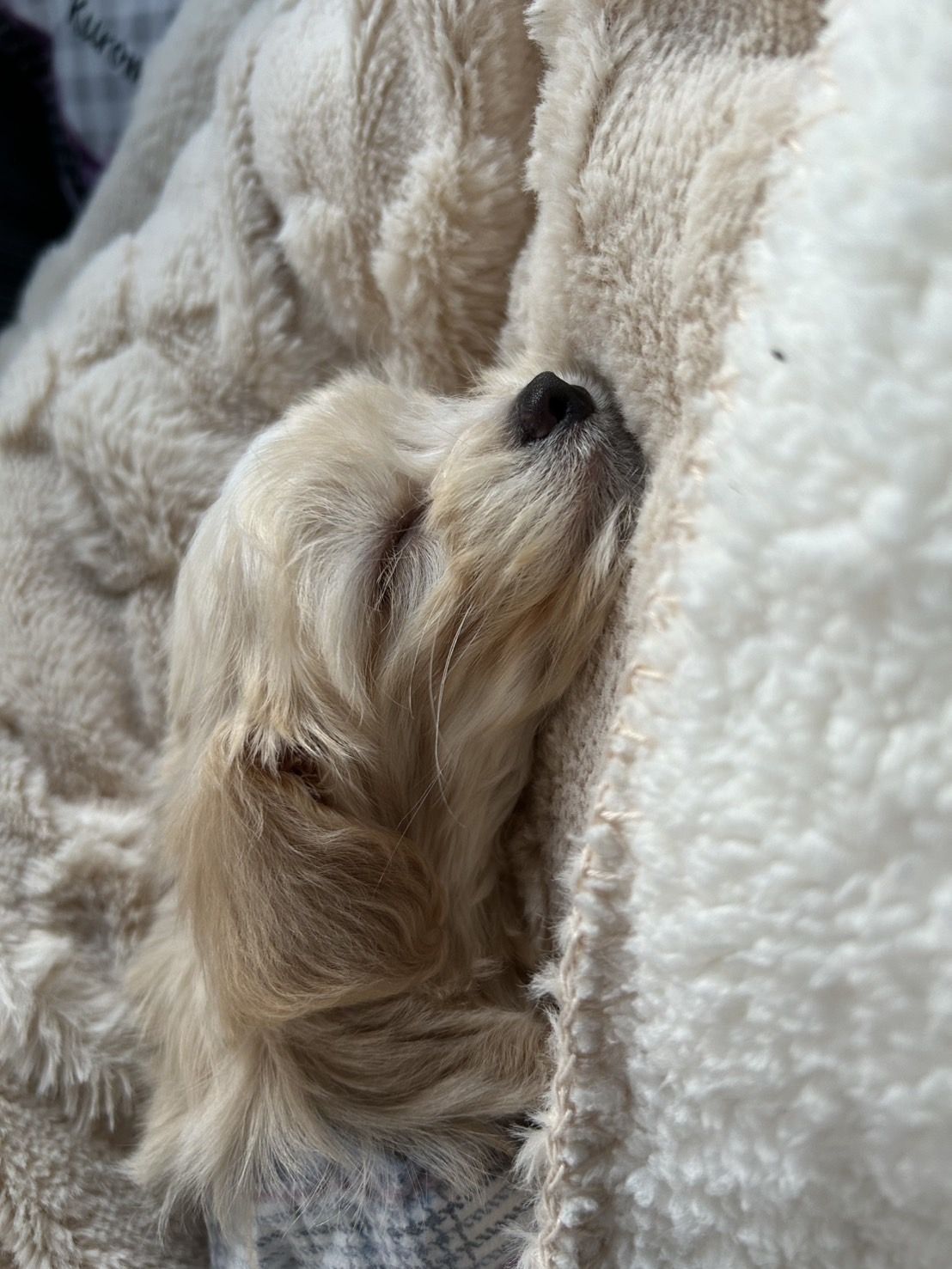 冬のレクサス点検と洗車半額キャンペーン情報をチェック⛄🚗