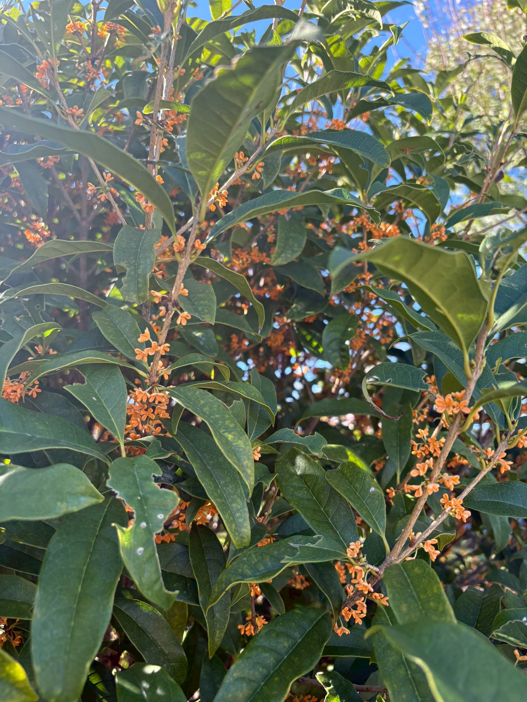 秋の車メンテはお得なコーティング10％オフでピカピカに🚗✨