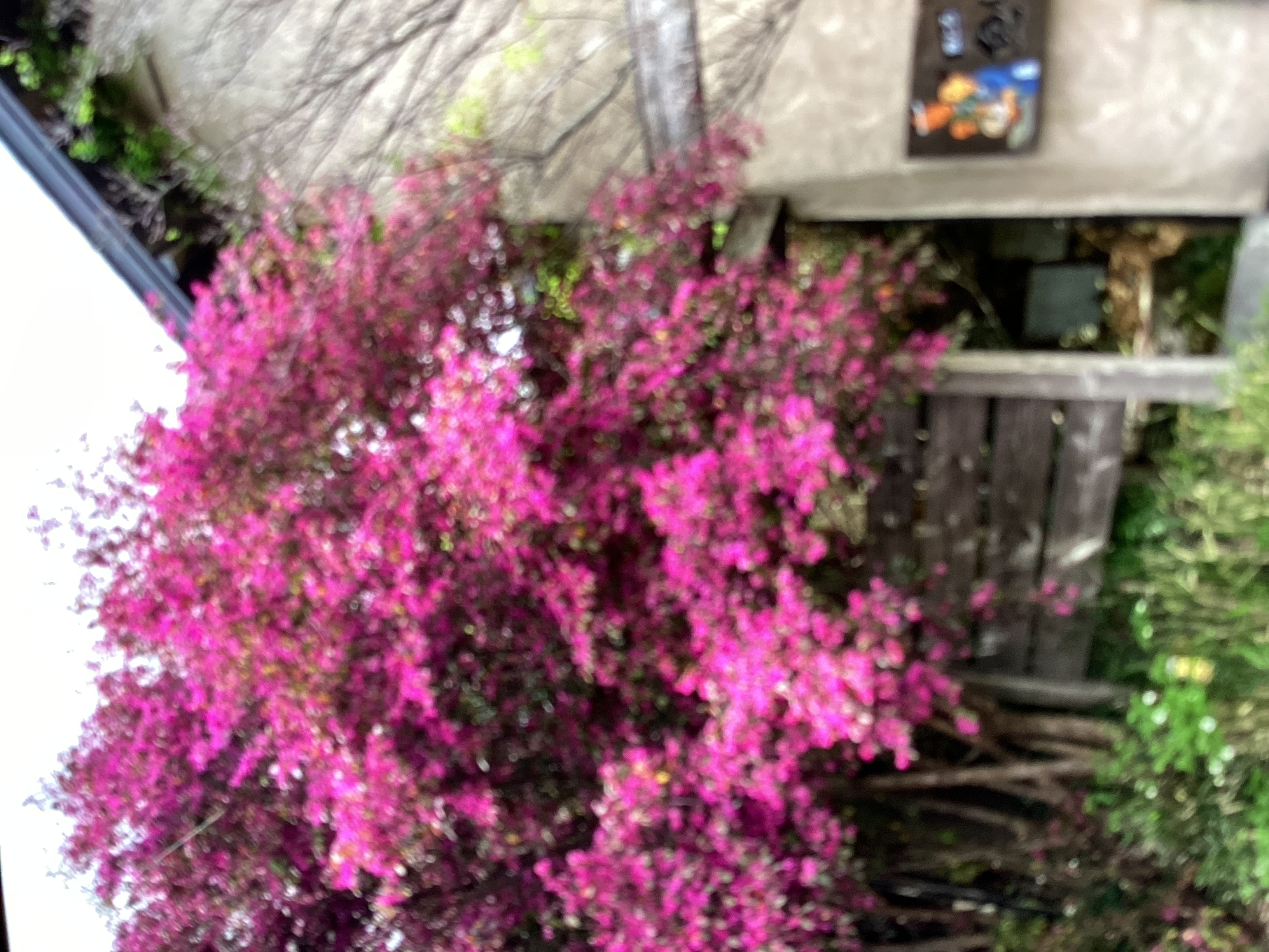 春のドライブ前におすすめオイル＆タイヤ点検🌸半額キャンペーン実施中