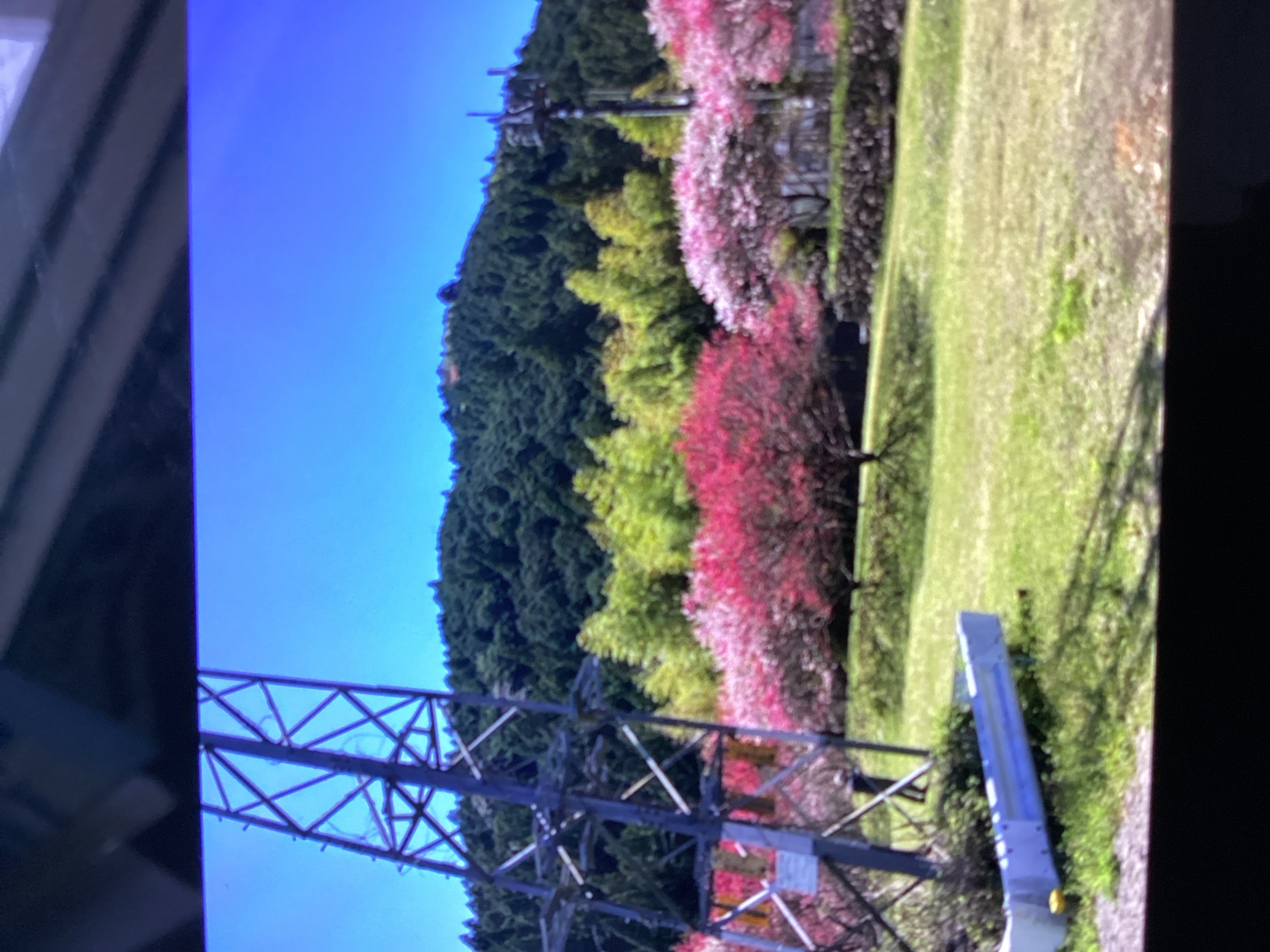 春のドライブ前におすすめ車メンテナンスと半額オイル交換キャンペーン🌸