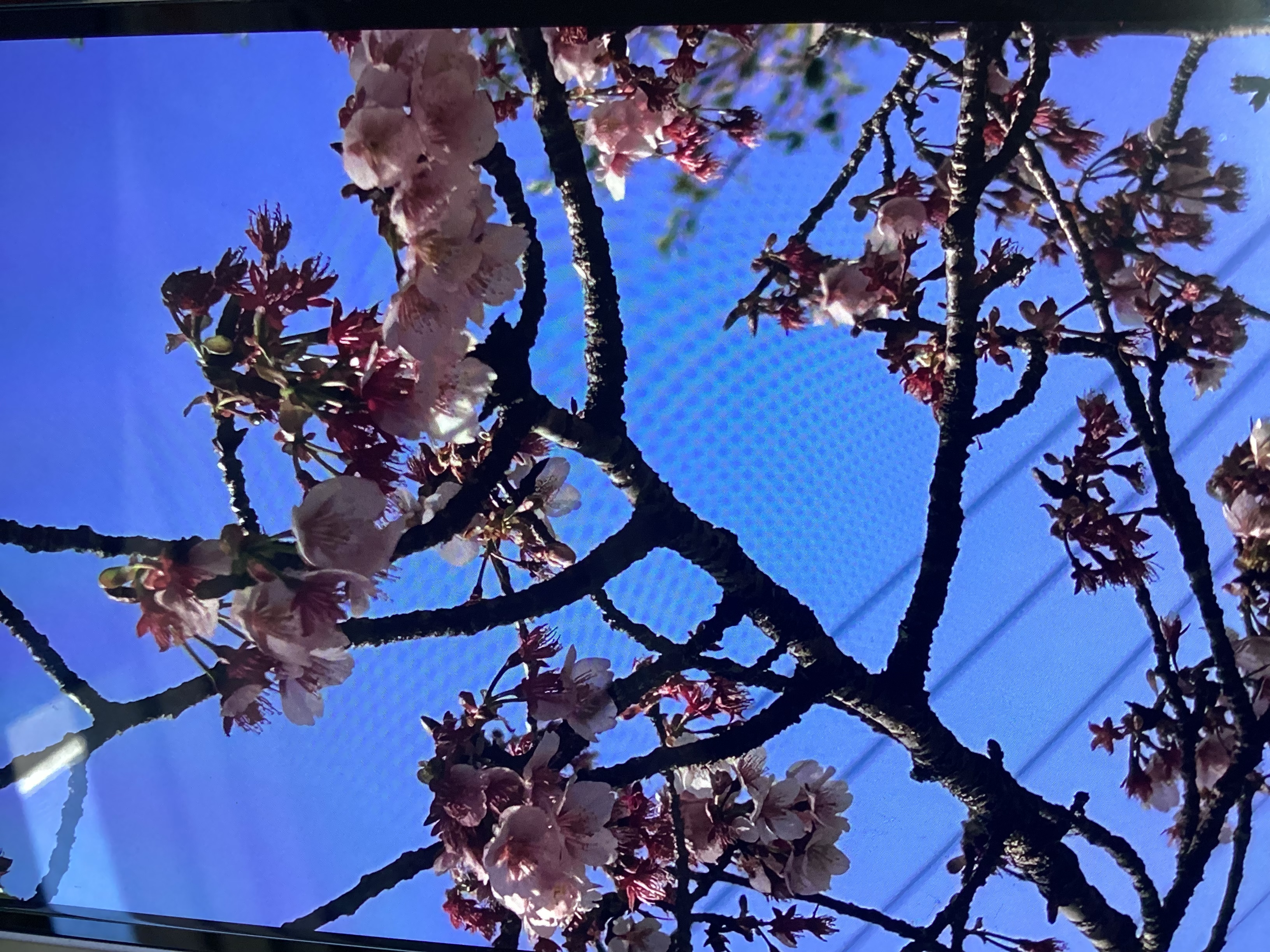 車検前に知りたいバッテリー＆オイル交換のポイント🚗安全ドライブの秘訣