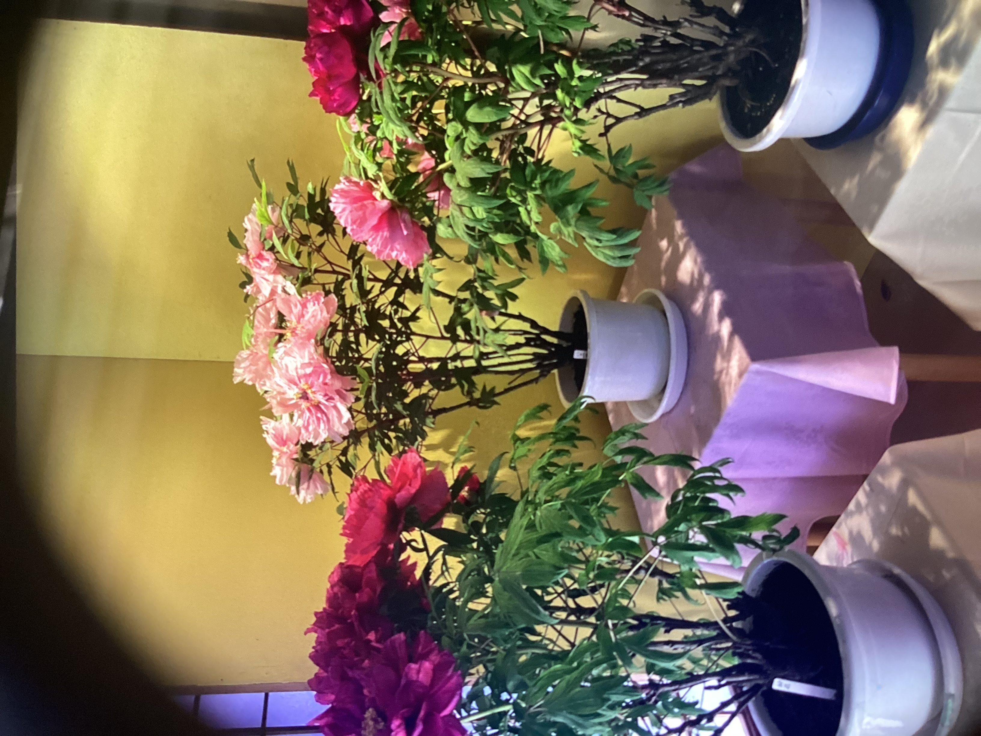 春のドライブ前に安心点検 車検とタイヤ交換で安全サポート🚗