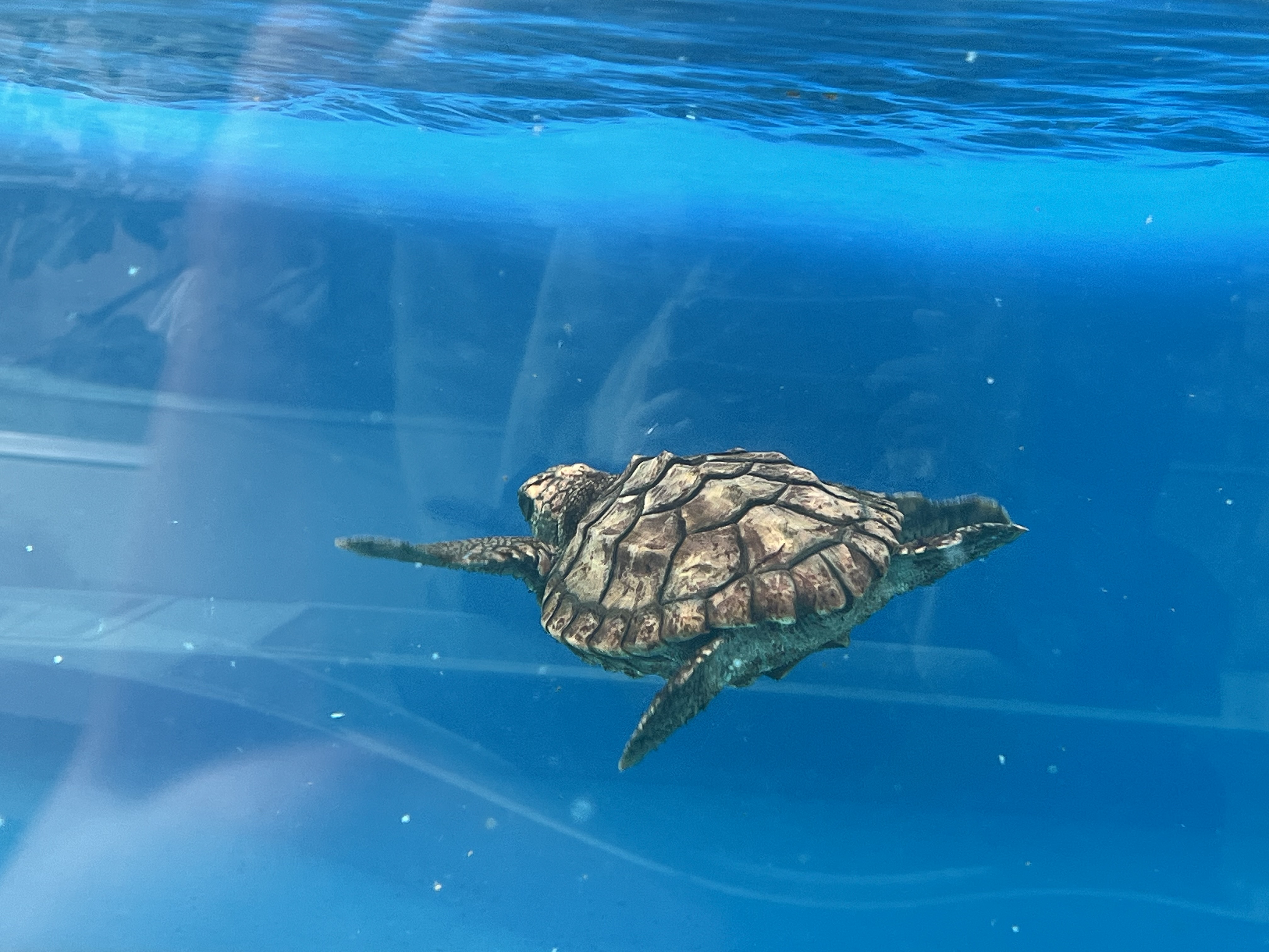 冬の車メンテナンスで安心ドライブを応援します🚗お得情報も紹介