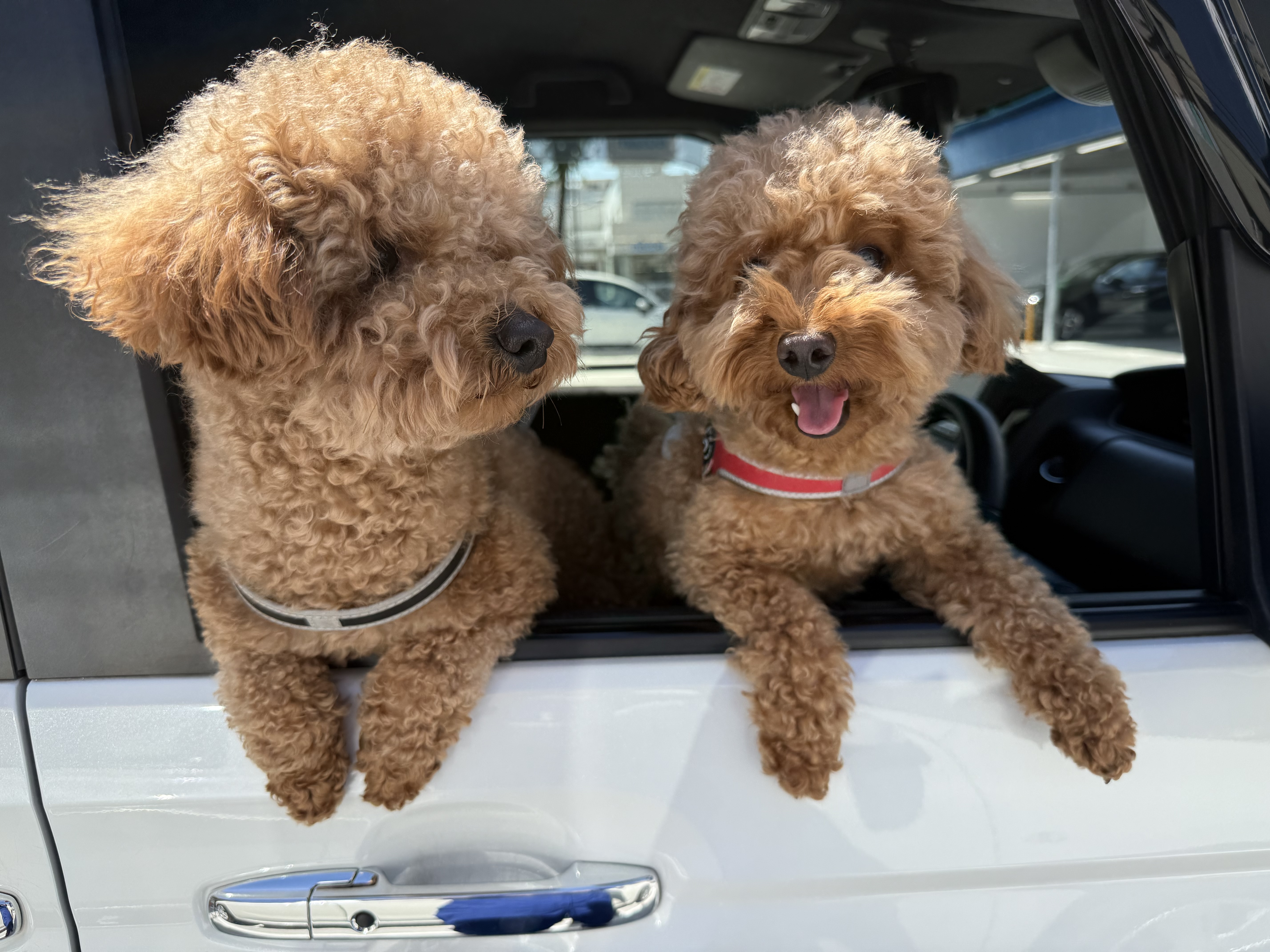 撥水復元洗車とコーティングキャンペーン🚗✨